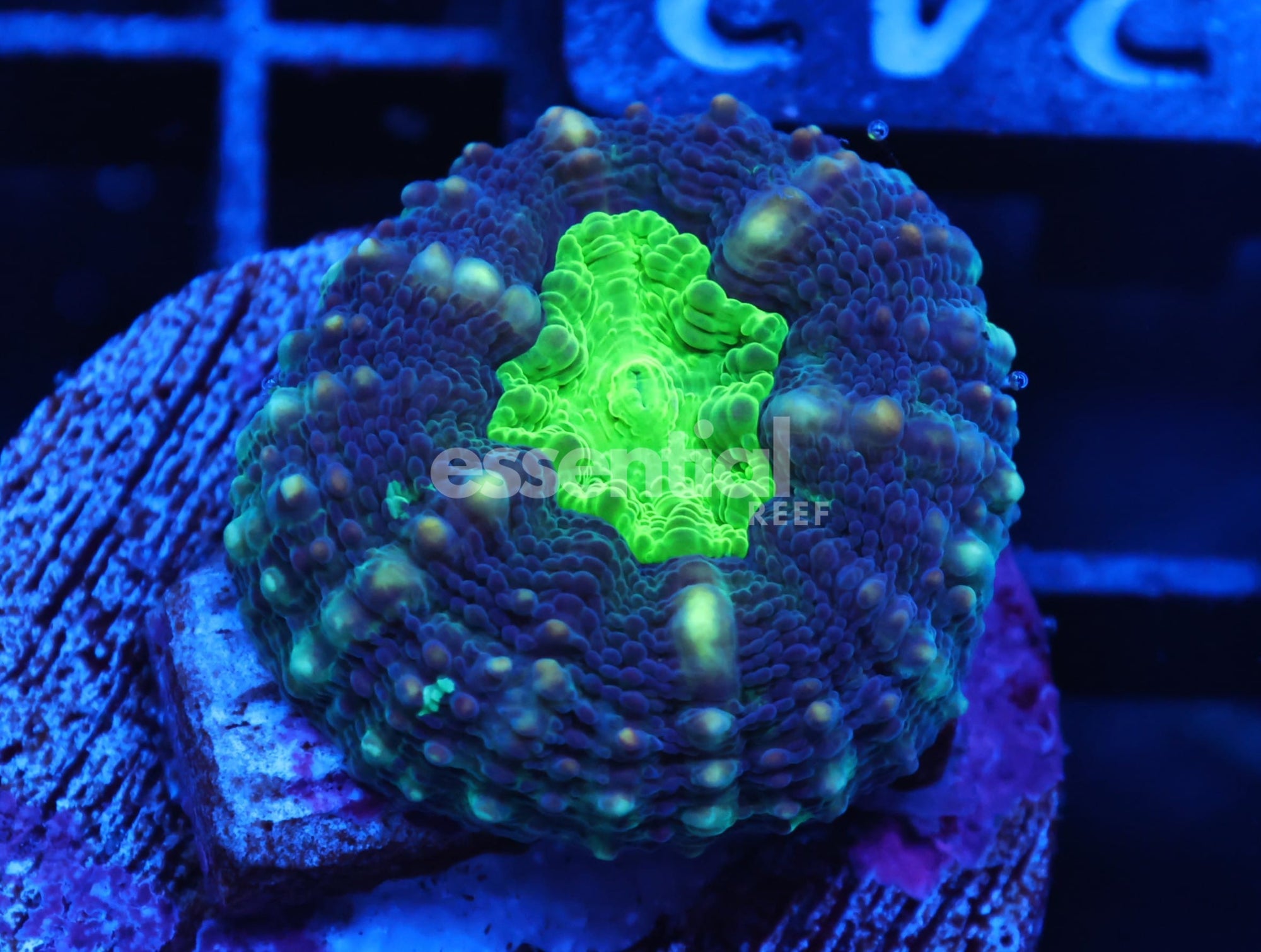 Watermarked - C342 - ALMOST WYSIWYG - CAPTIVE SPAWNED LOBO AUSTRALIA GREEN