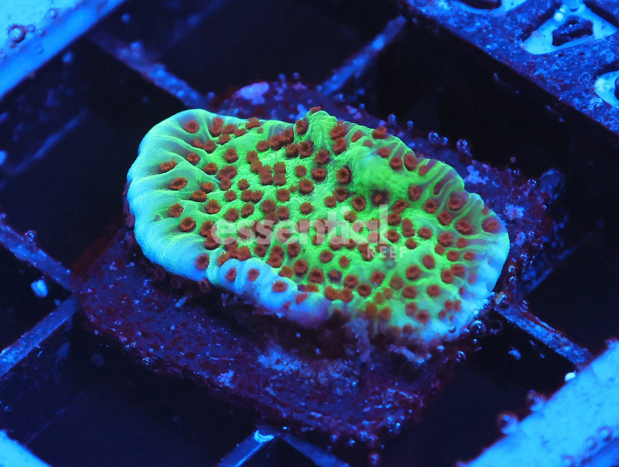 Watermarked - C346 - ALMOST WYSIWYG - SDC JEDI MINDTRICK MONTIPORA