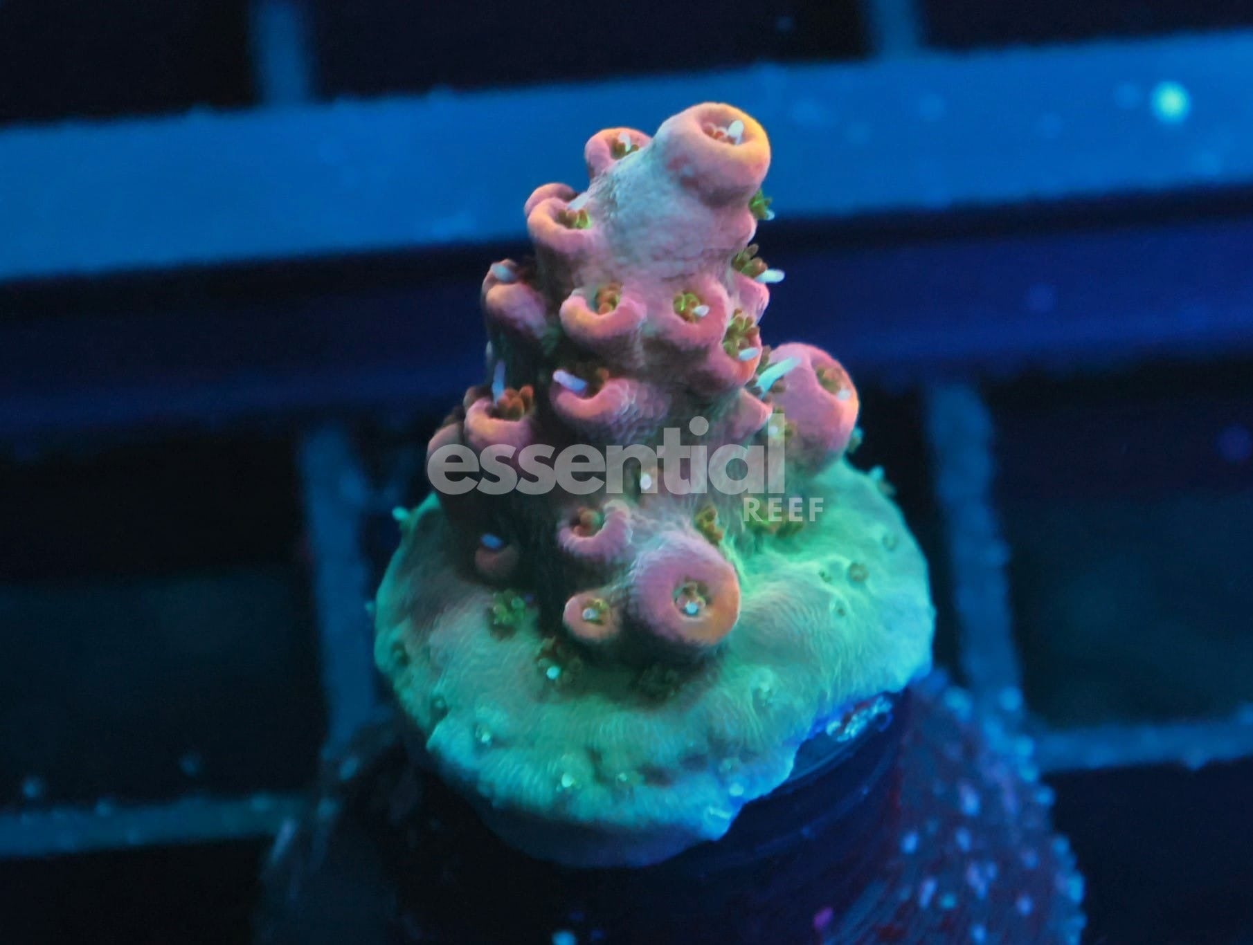 Watermarked - C347 - SDC Acropora Asst. Premium