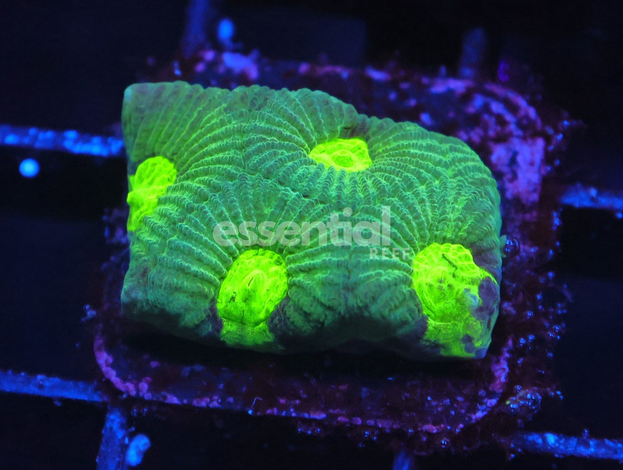 Watermarked - C348 -  ALMOST WYSIWYG - LEMON LIME FAVIA