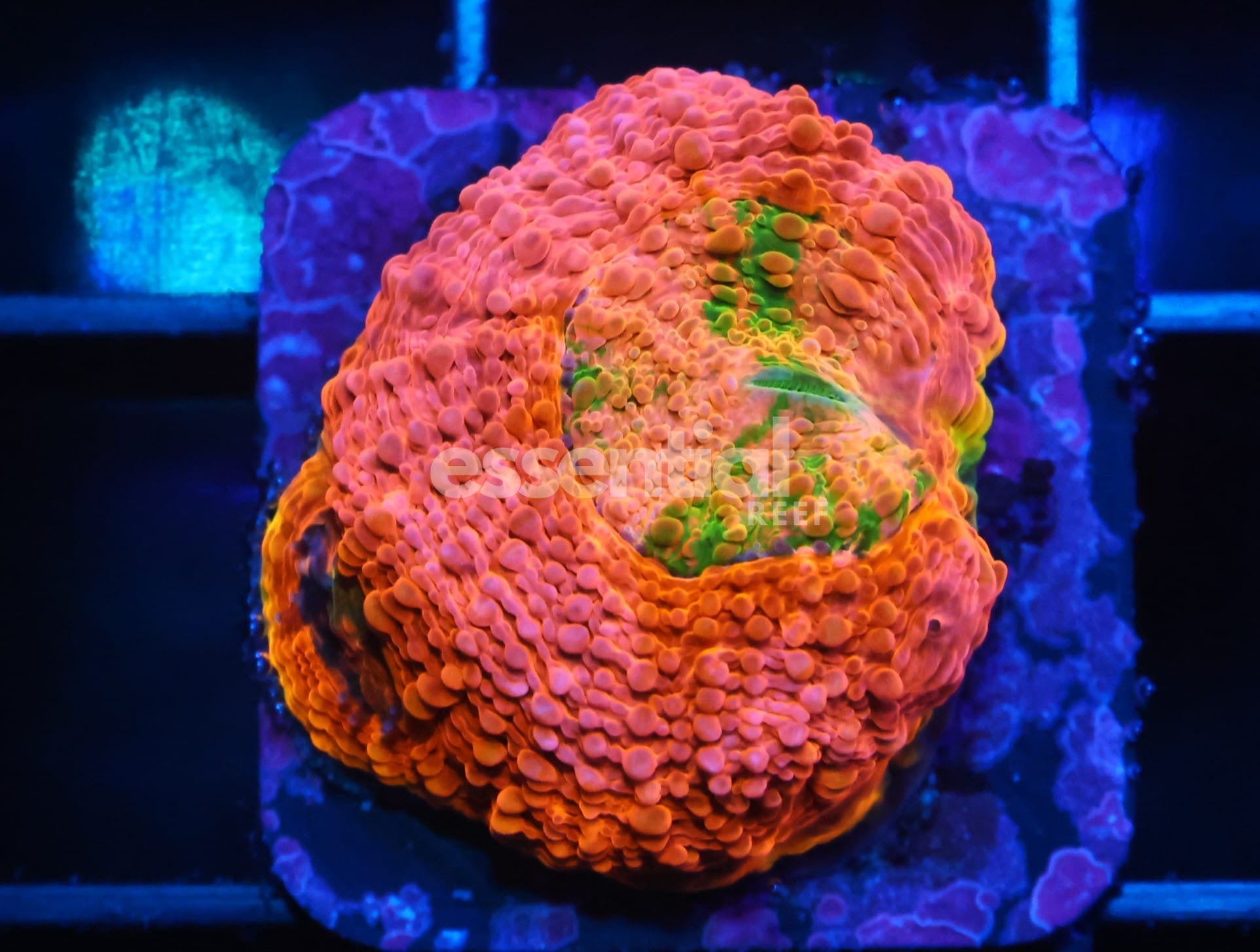 Watermarked - C349 - SDC Orange Crush Acan Echinata