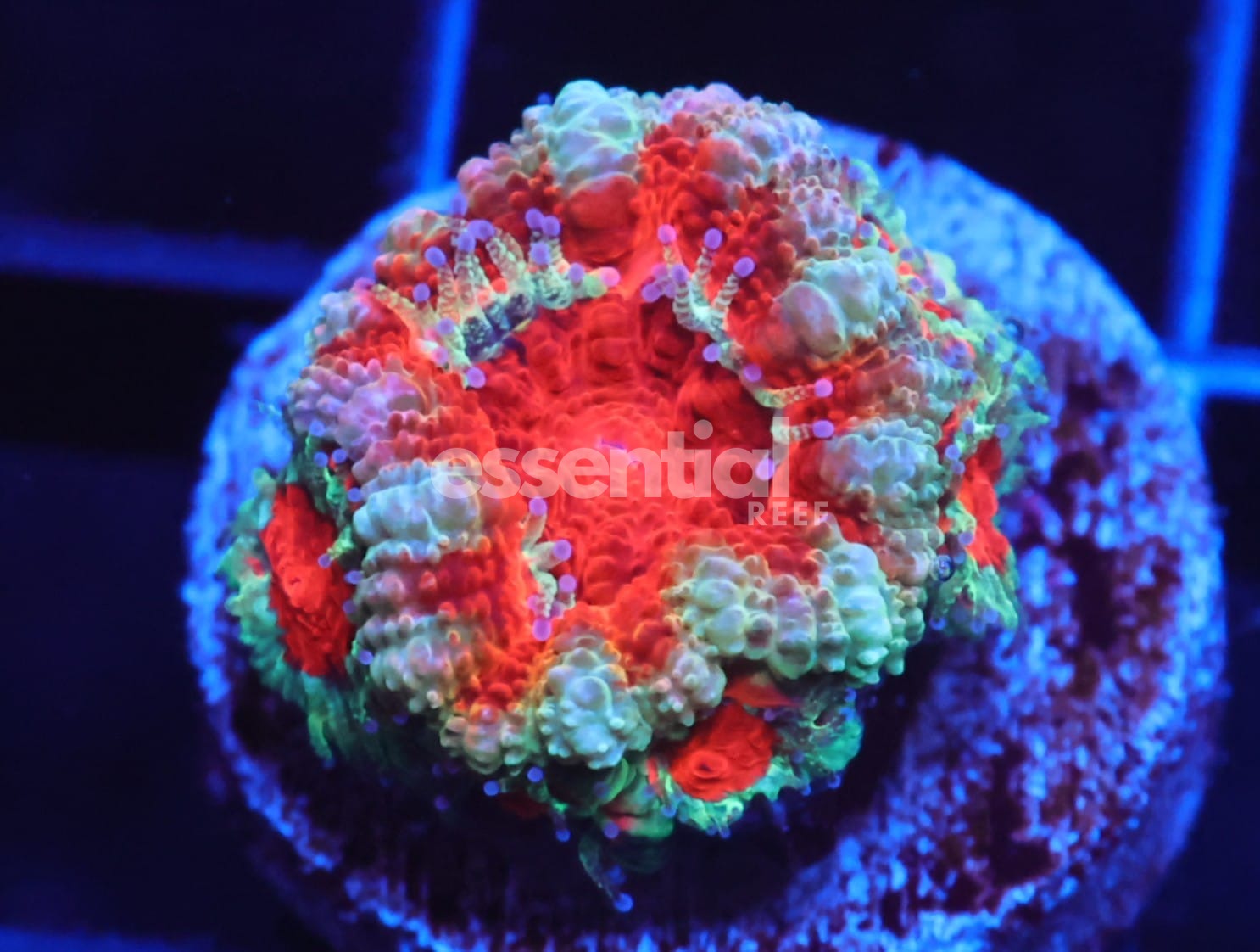 Watermarked - C35 - Captive Spawned Acan