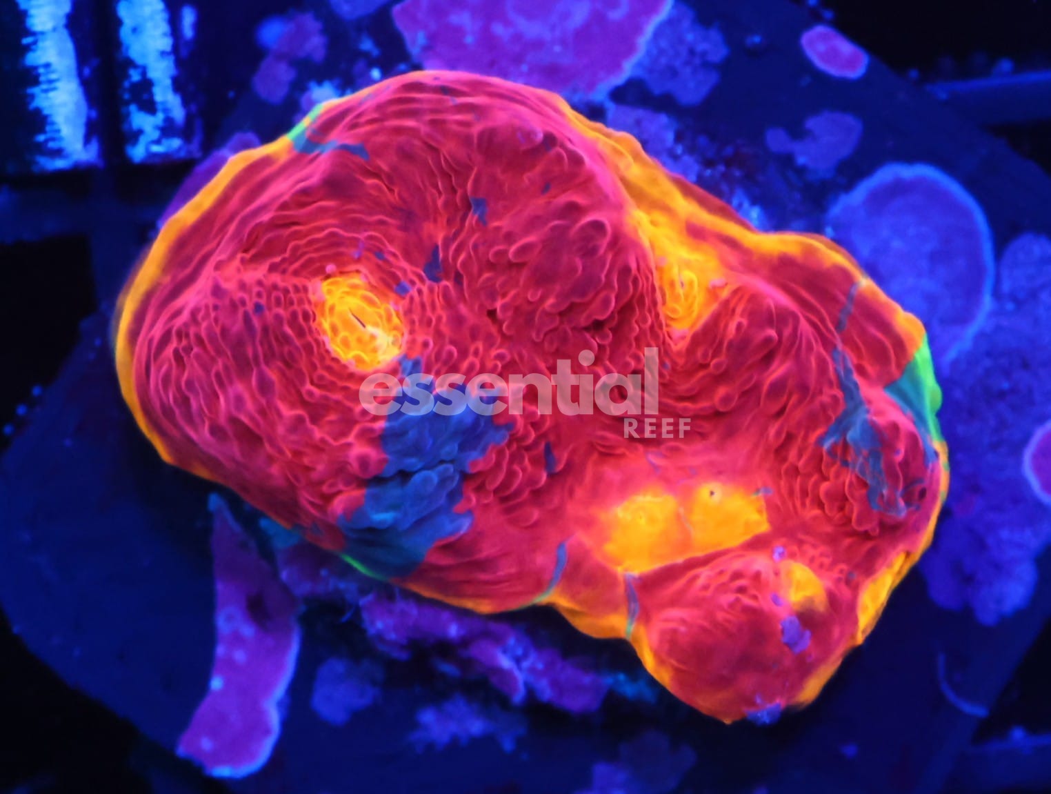 Watermarked - C351 - SDC Rainbow Jellybean Chalice - Ultra