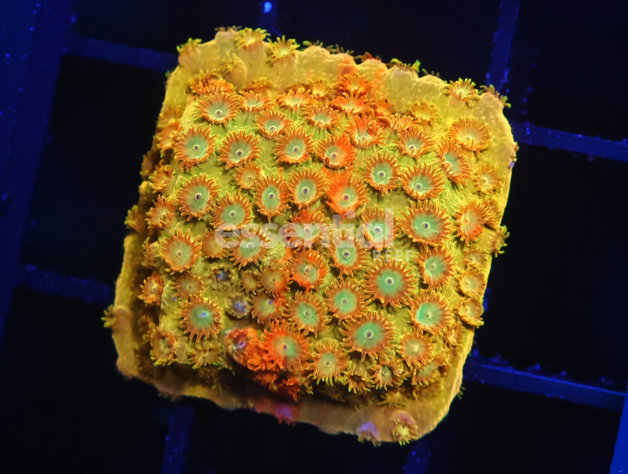 Watermarked - C354 - SDC Citrus Swirl Cyphastrea