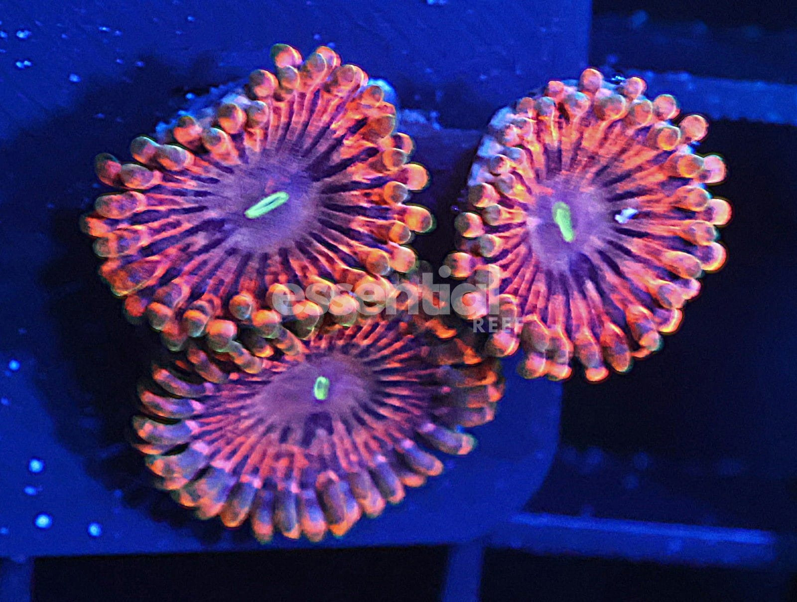 Watermarked - C356 - SDC Fairy Fart Zoa