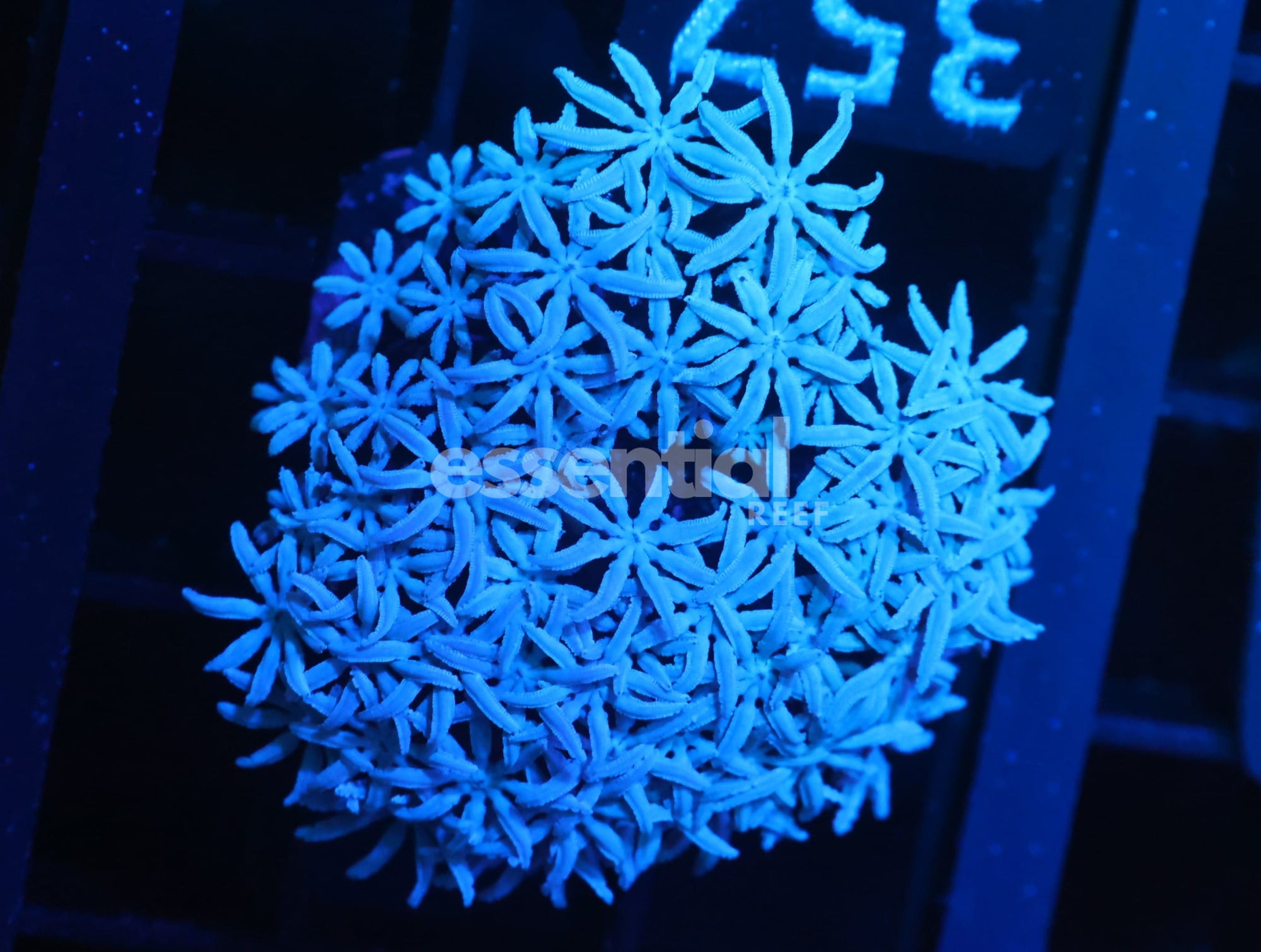 Watermarked - C357 - SDC Organ Pipe