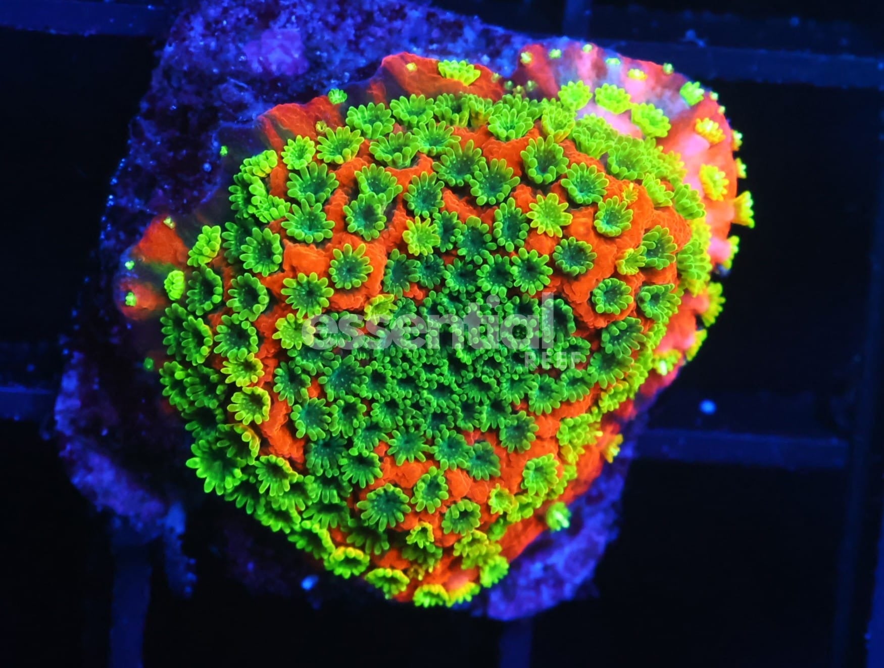 Watermarked - C358 - SDC Sunset Montipora