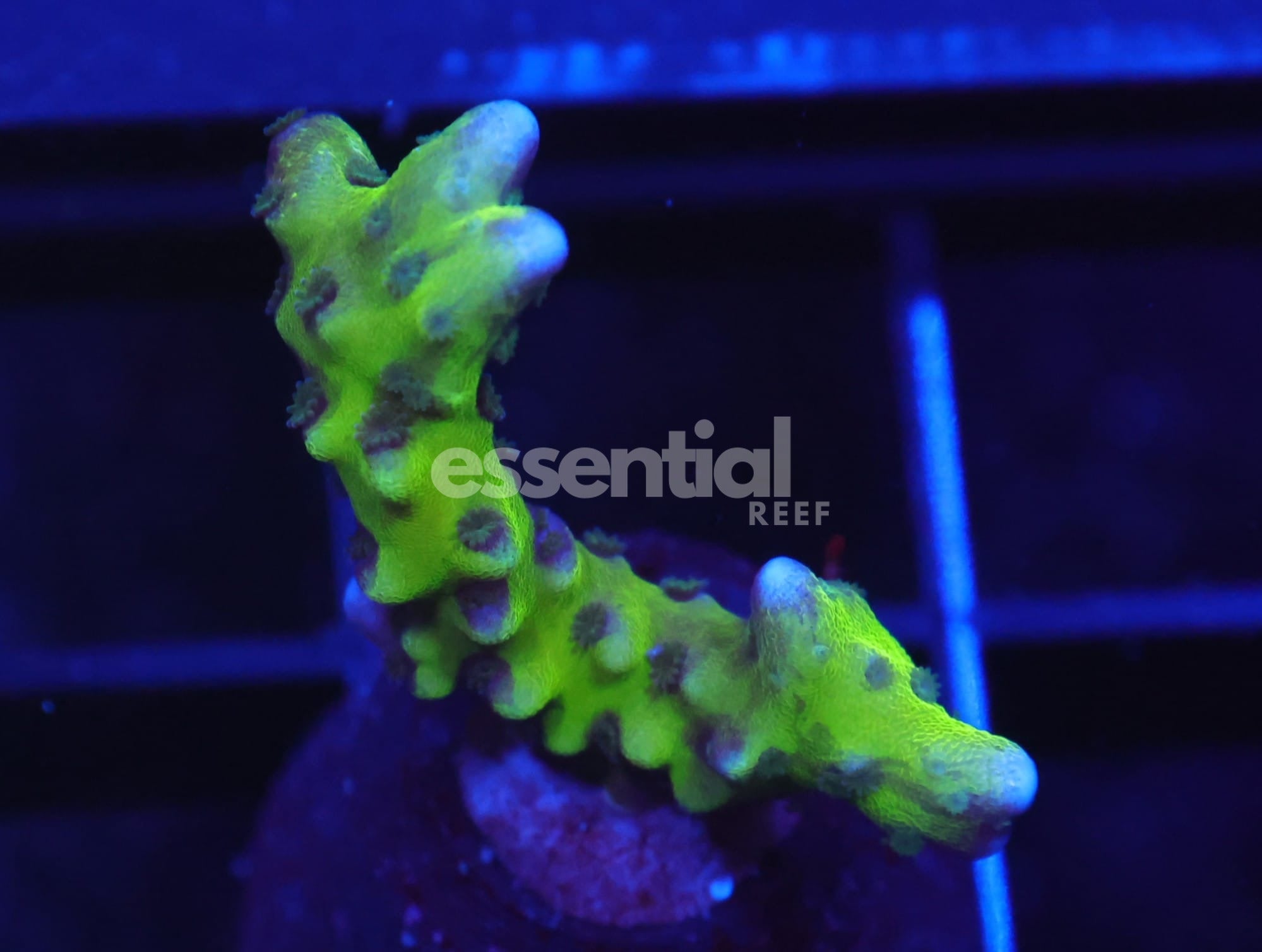 Watermarked - C39 - RRC Goldenrod Anacropora