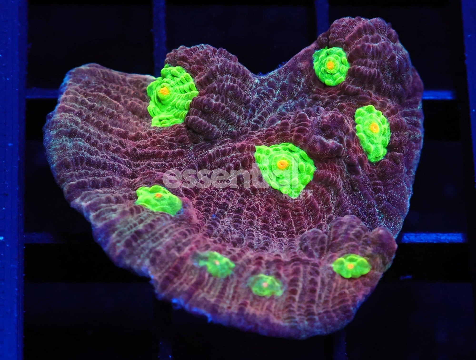 Watermarked - C44 - SDC Army Of Frogs Chalice