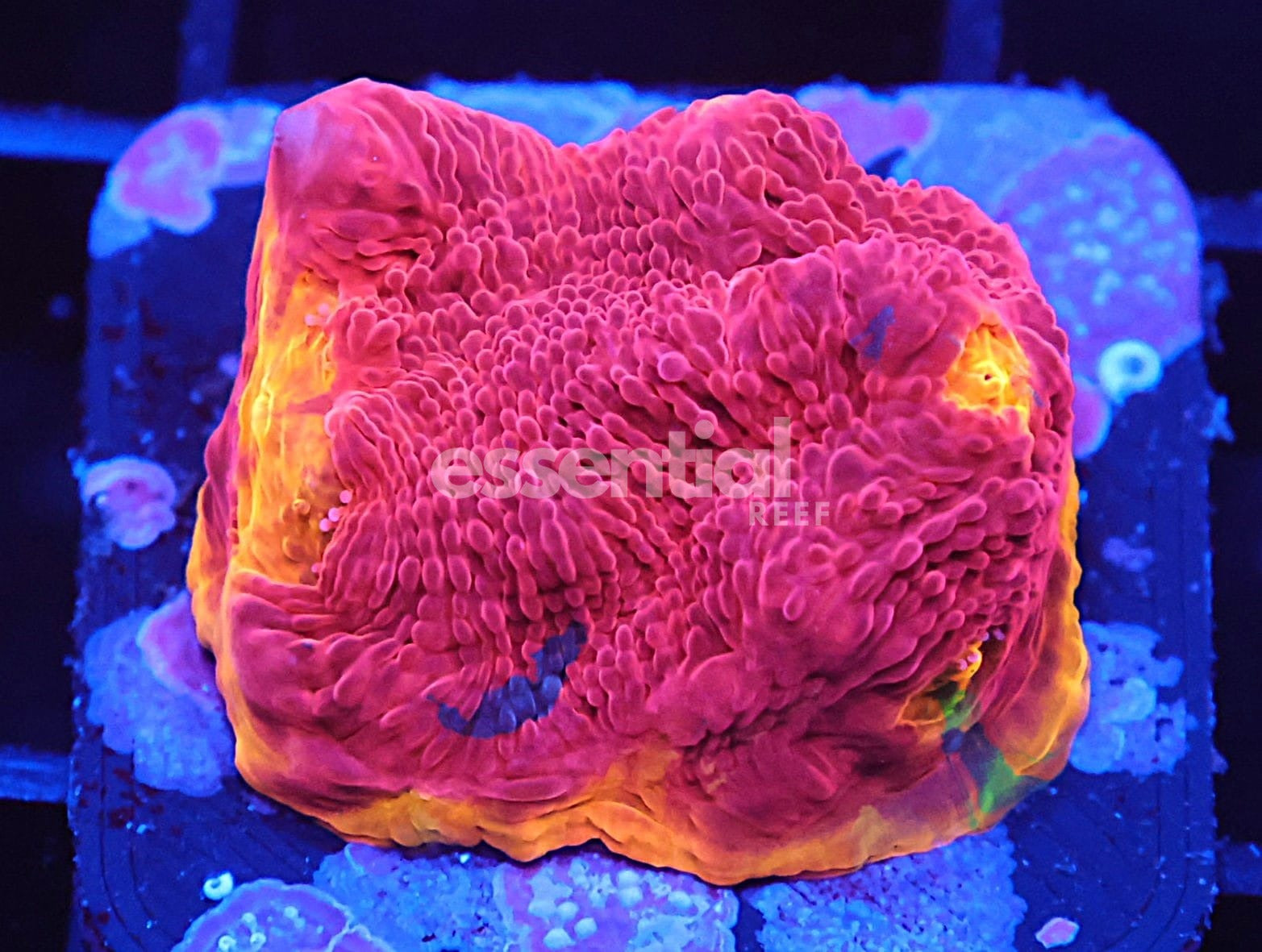 Watermarked - C48 - SDC Rainbow Jellybean Chalice - Ultra