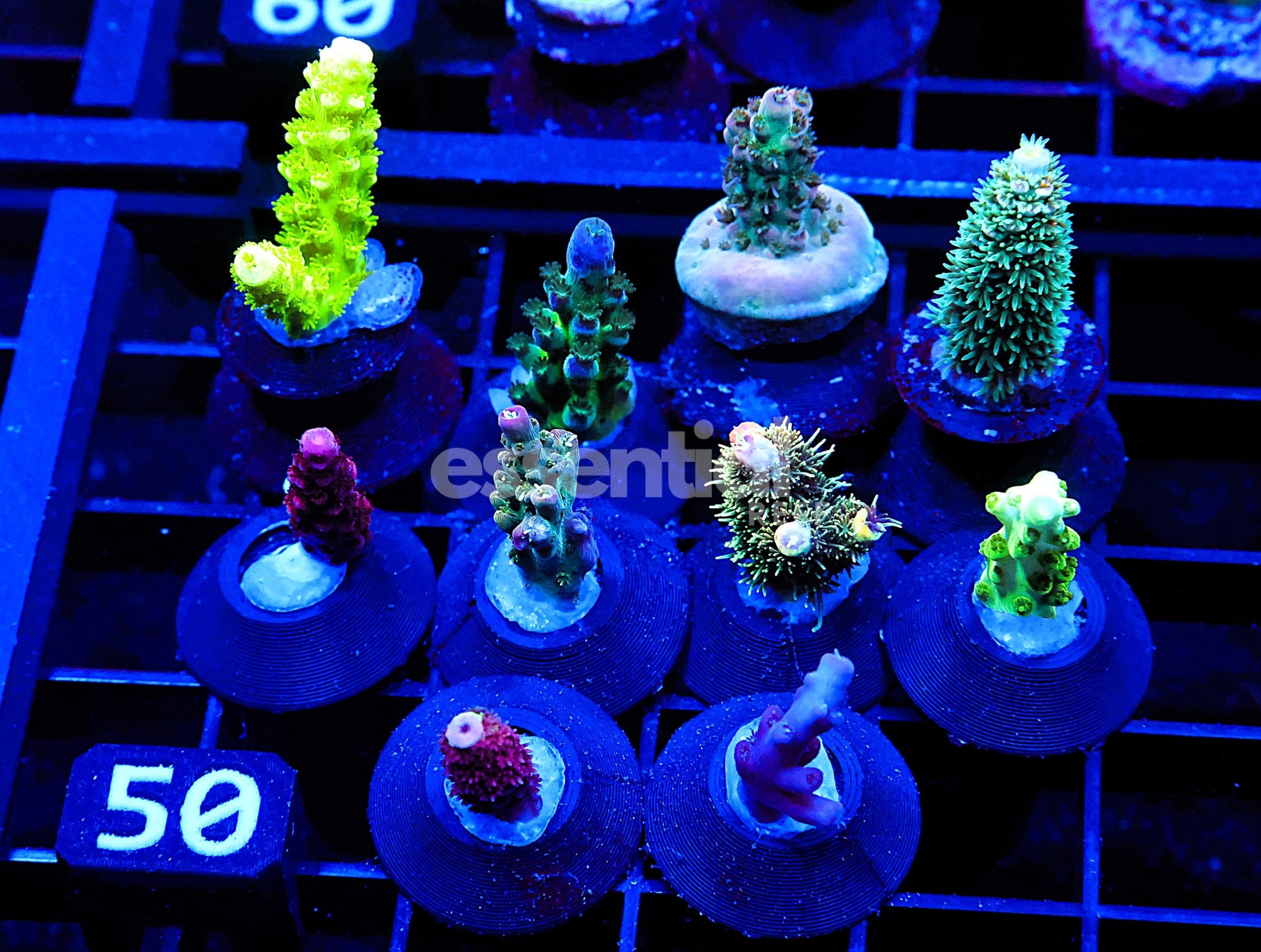 Watermarked - C50 - SDC Acropora Pack 10 pc