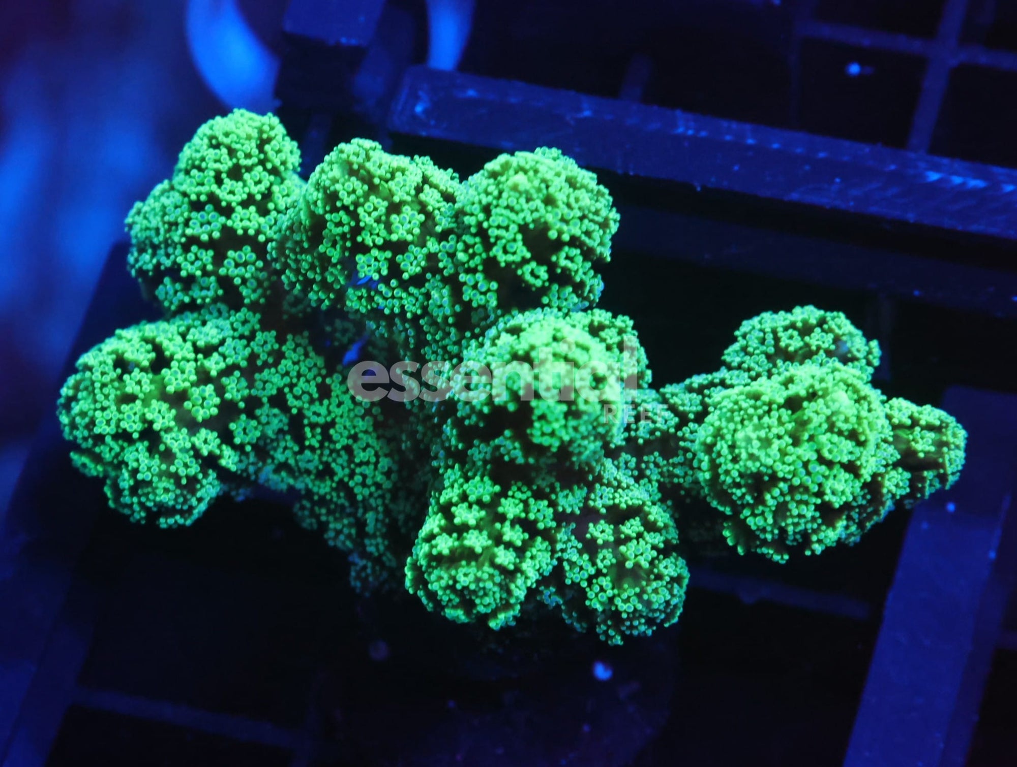 Watermarked - C51 - SDC Screaming Green Seriatapora