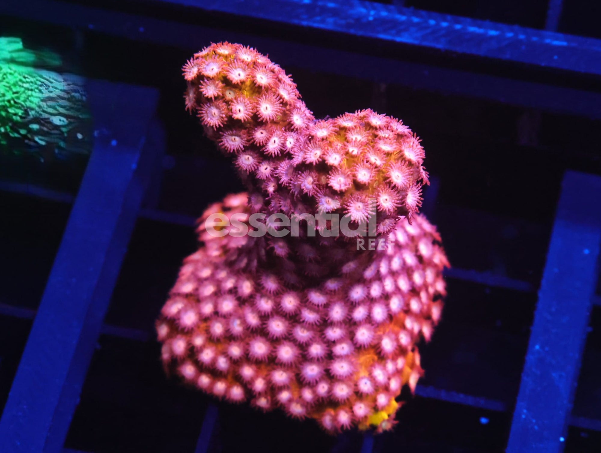 Watermarked - C52 - SDC Strawberry Lemonade - Antlers