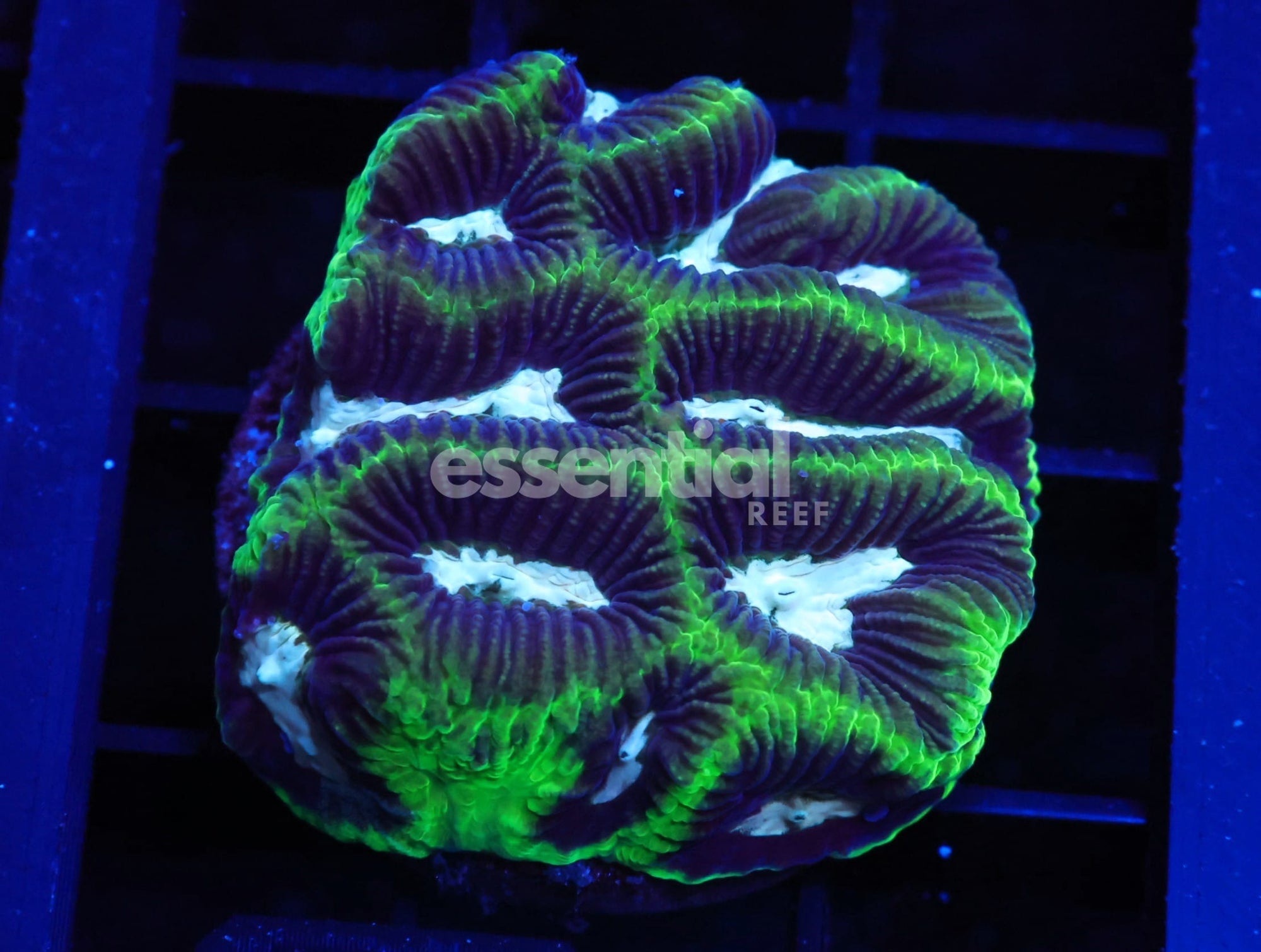 Watermarked - C53 - Aust Platygyra Brain Cultured