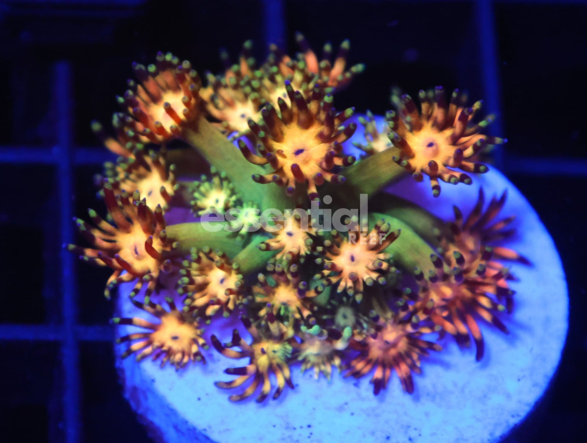 Watermarked - C87 - Amazeballs Gonipora Variant