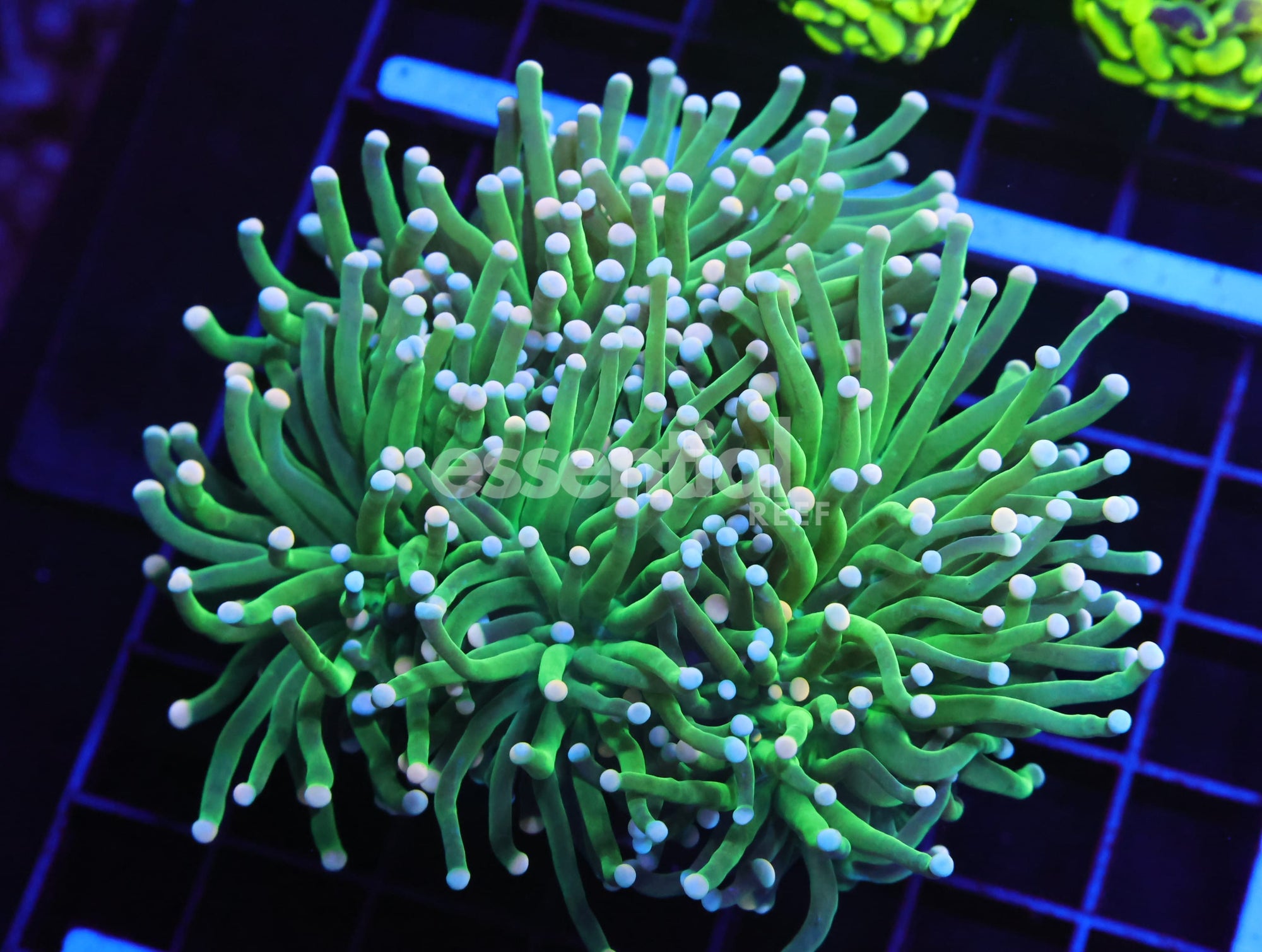Watermarked - D06 - Indo Torch Green Variant 3 Head