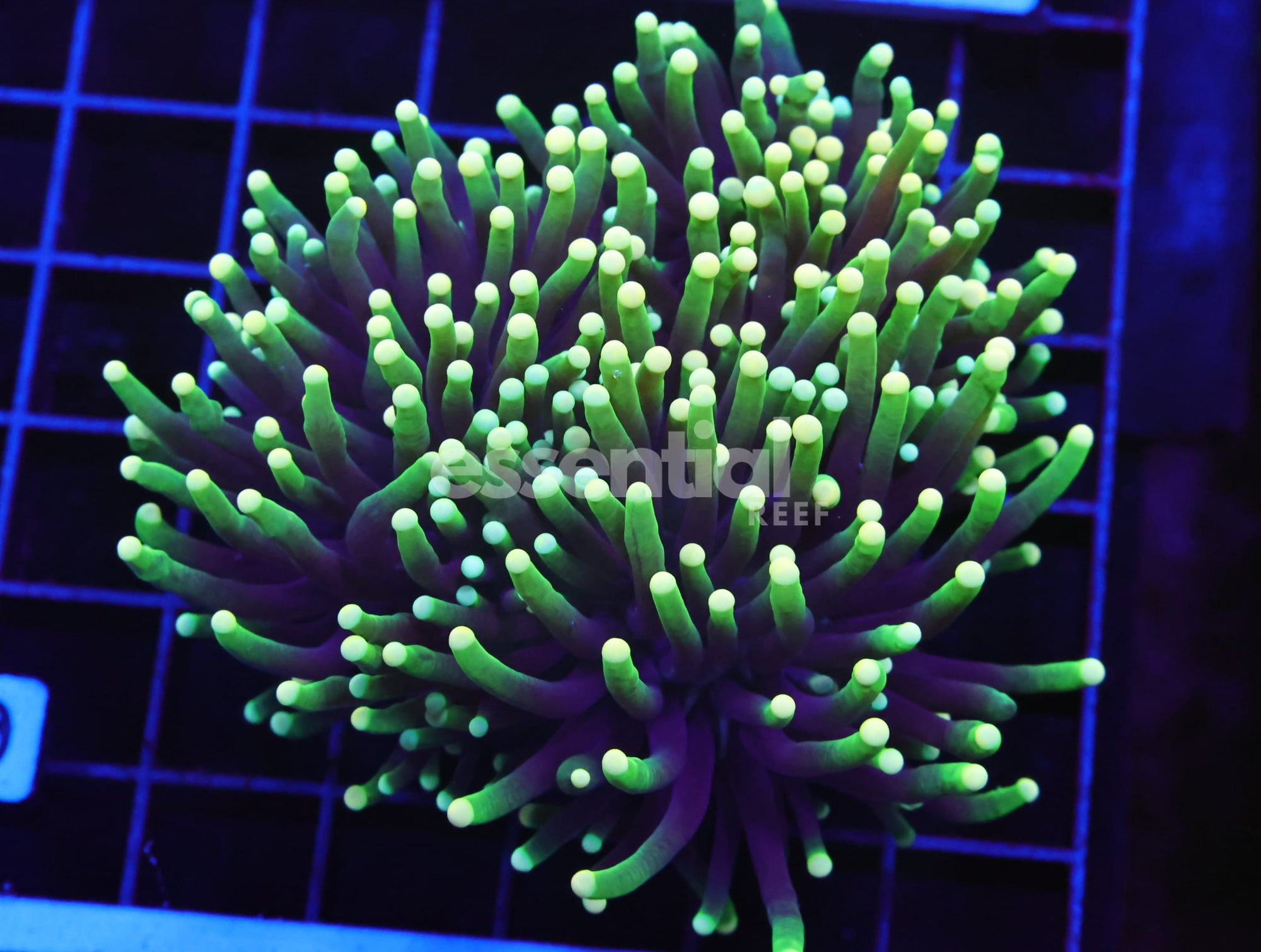Watermarked - D10 - Indo Torch Rasta 3 Head
