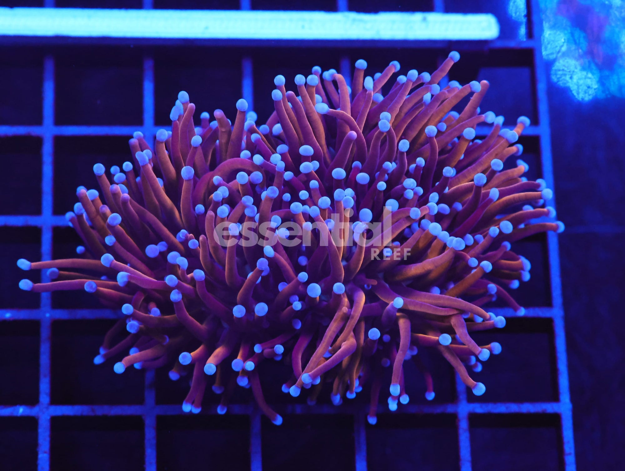 Watermarked - D126 - Indo Torch Gold Variant 3 Head