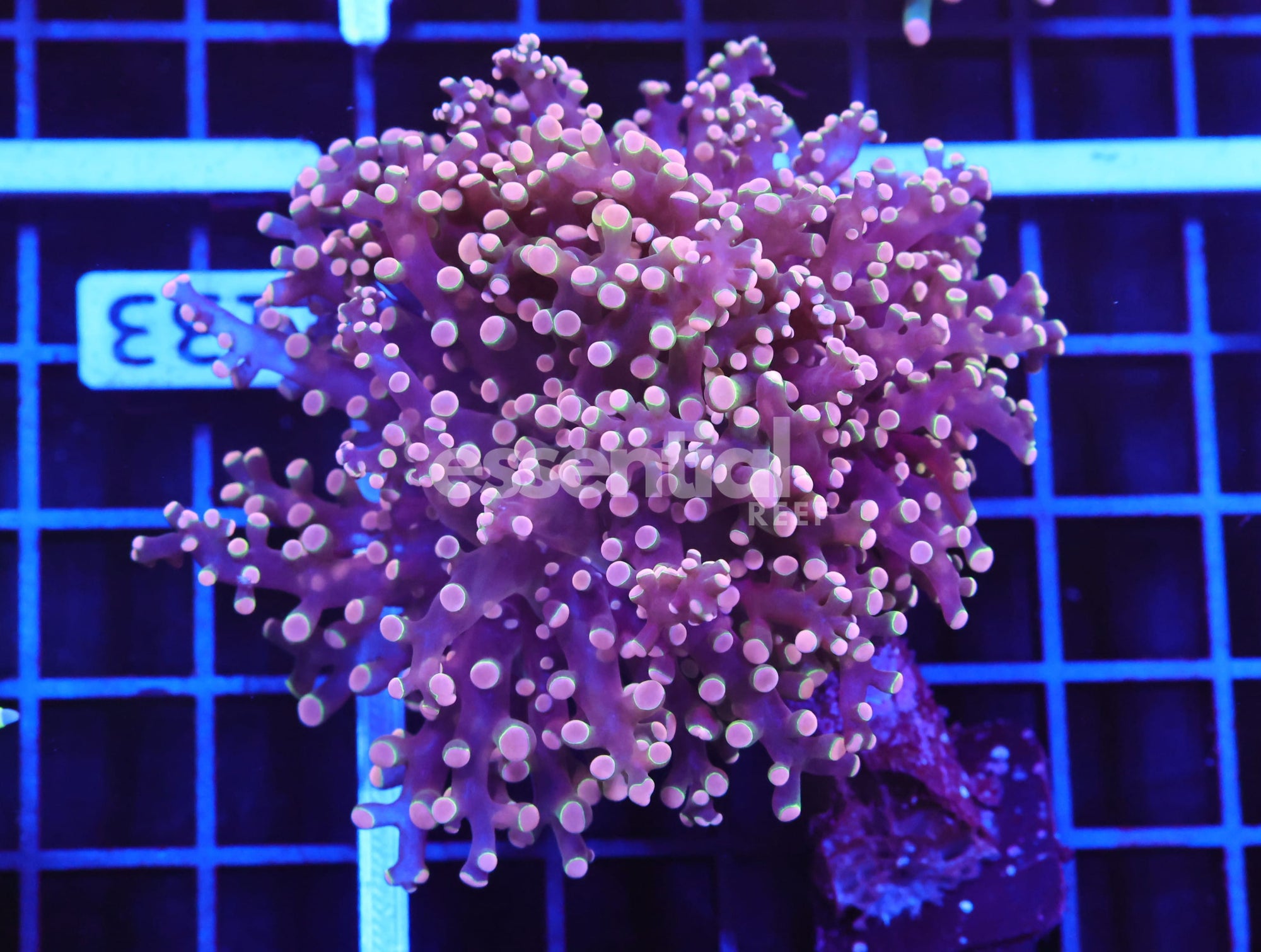 Watermarked - D132 - Indo Frogspawn Branch Orange 2 Head