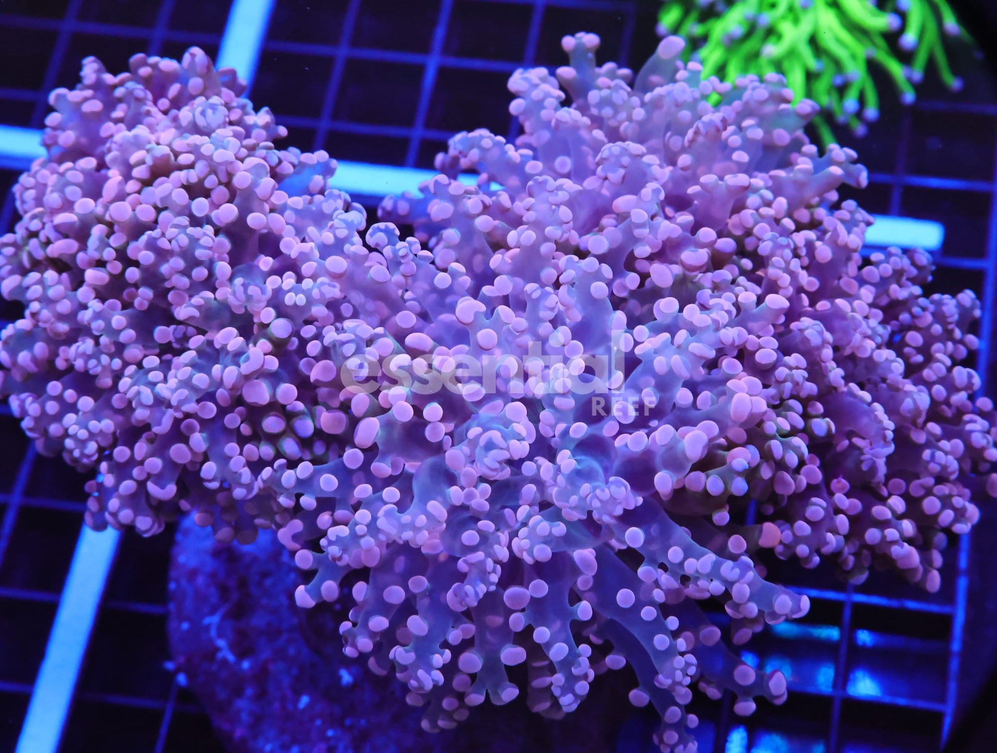Watermarked - D76 - Indo Frogspawn Branch Orange 5 Head