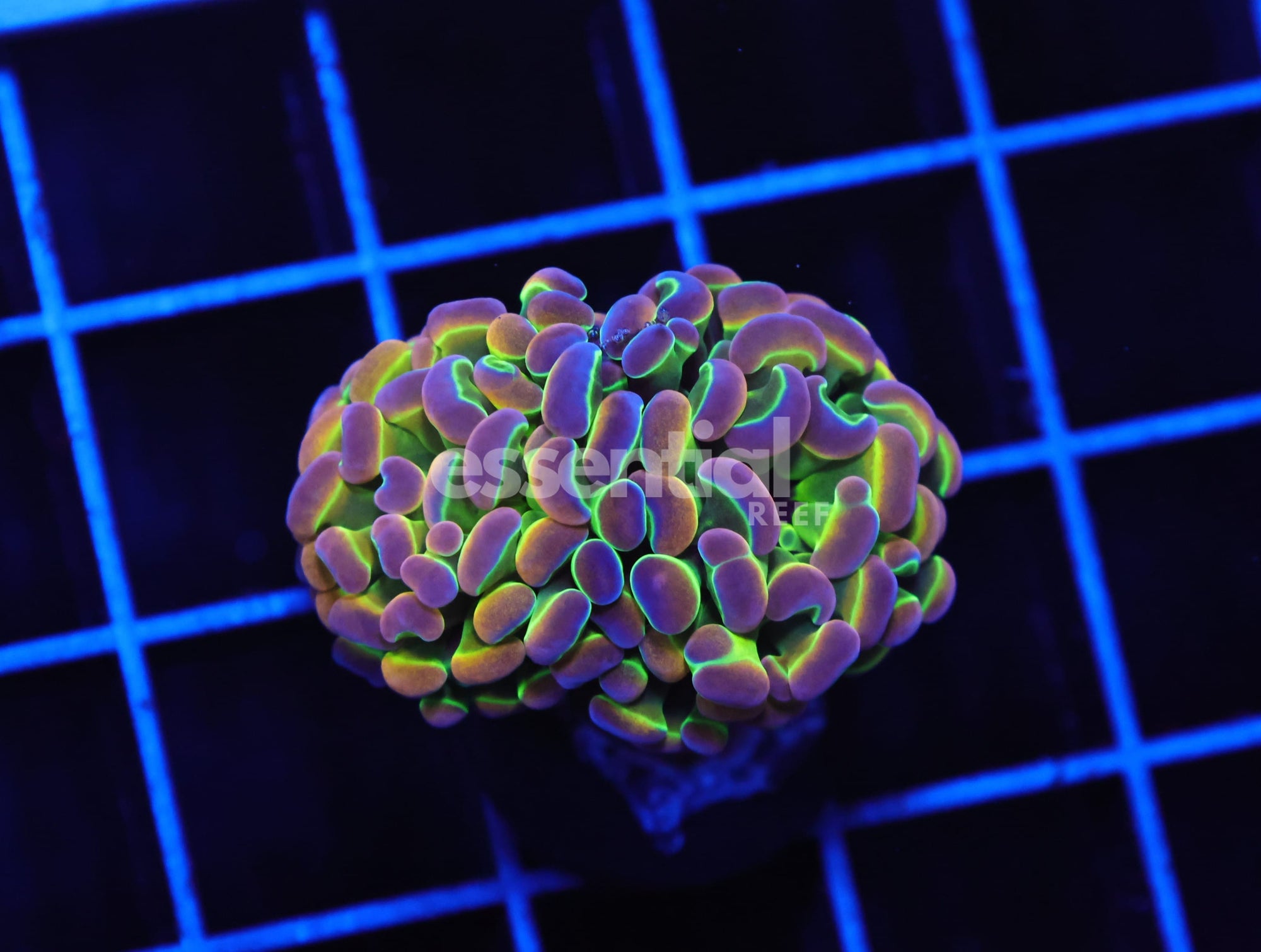 Watermarked - D94 - INDO HAMMER BRANCH TRUE HOLOGRAM 2 HEAD