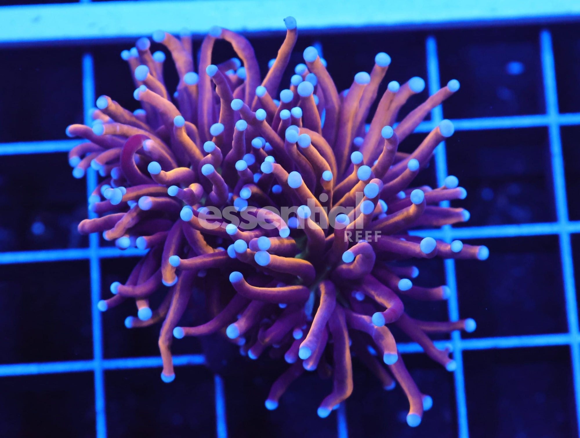 Watermarked - D97 - INDO TORCH GOLD VARIANT 2 HEAD
