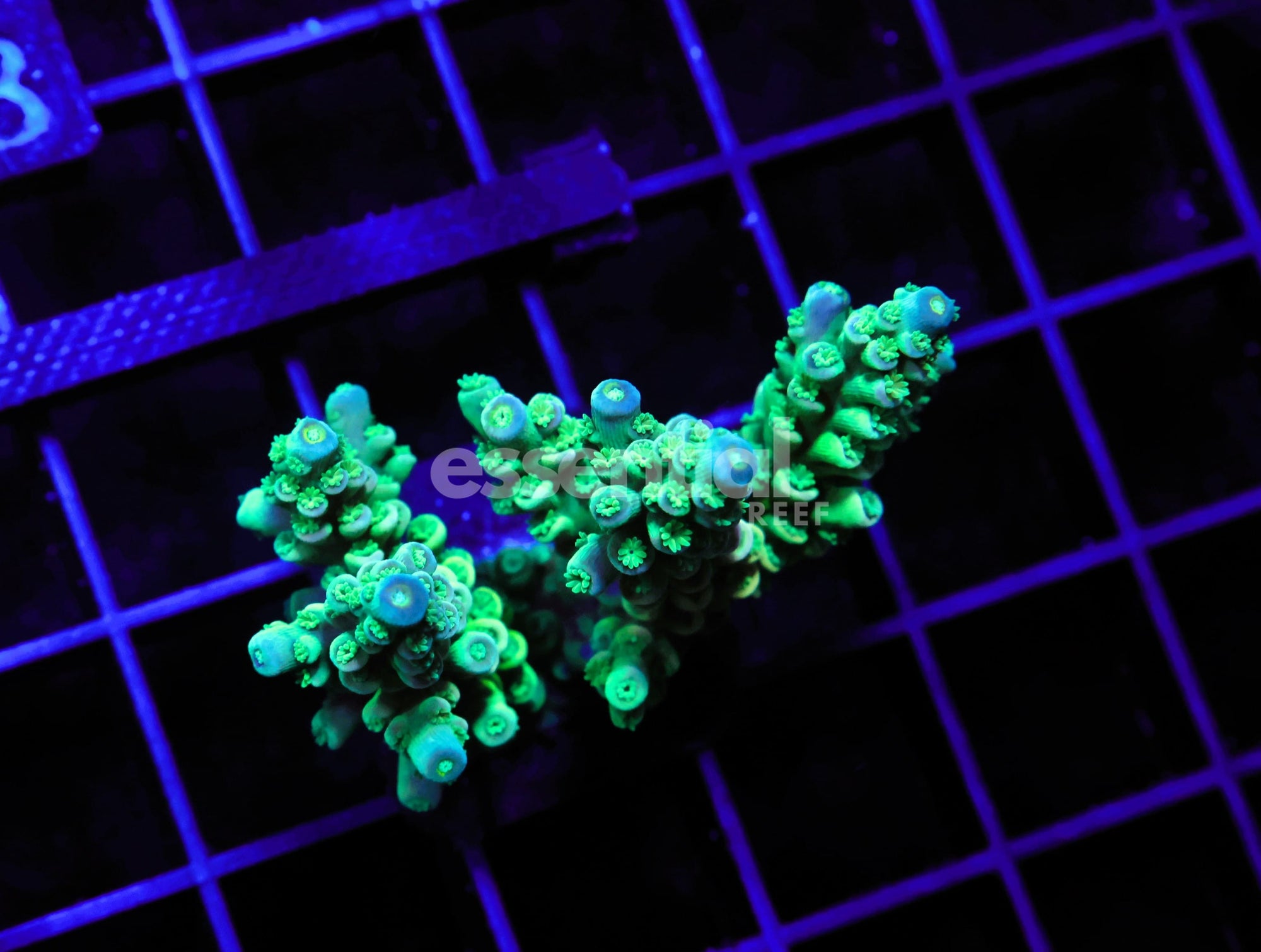 Watermarked - E103 - Indo Acro Premium Tenuis Cultured Conditioned