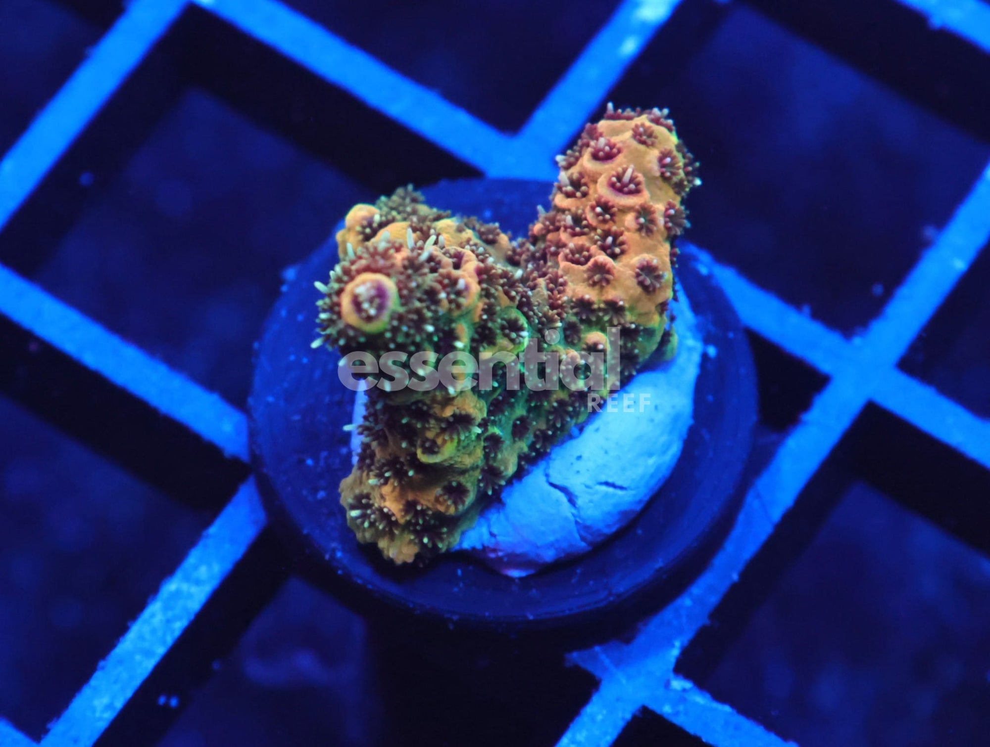 Watermarked - E107 - INDO ACRO ORANGE CRUSH MILLE CULTURED