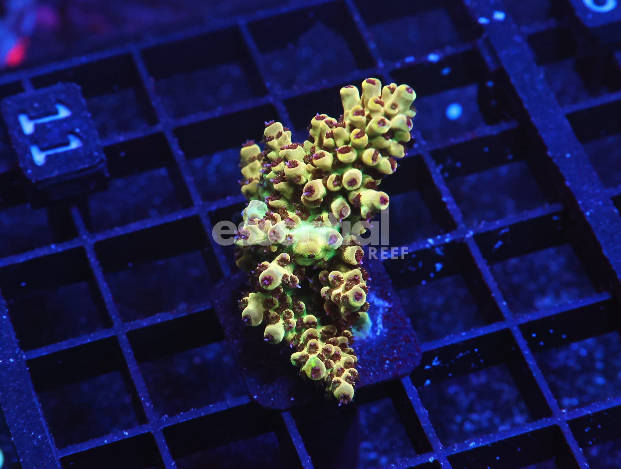 Watermarked - E11 - Indo Acro Premium Cultured Conditioned
