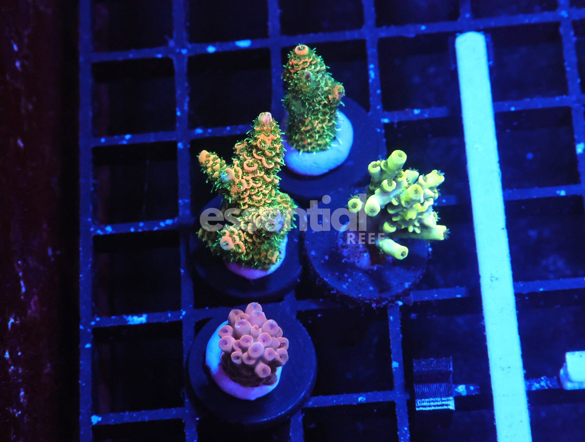 Watermarked - E163 - 4PK INDO ACRO PREMIUM CULTURED