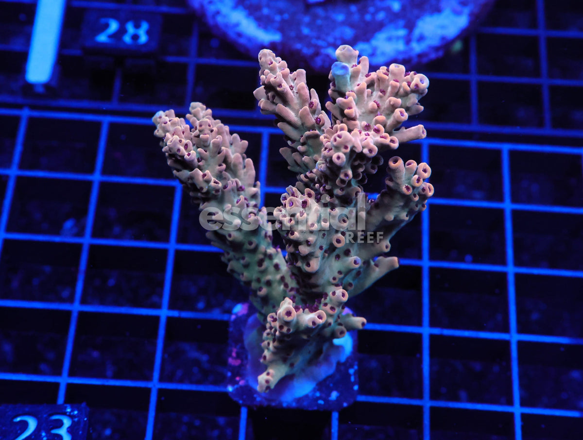 Watermarked - E23 - Indo Acro Premium Conditioned