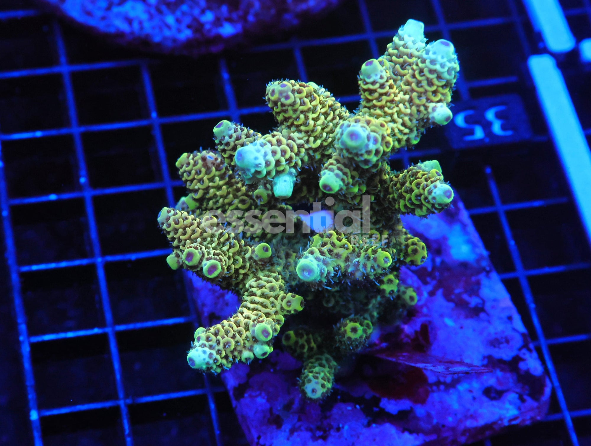 Watermarked - E35 - INDO ACRO LEMONADE MILLE CULTURED
