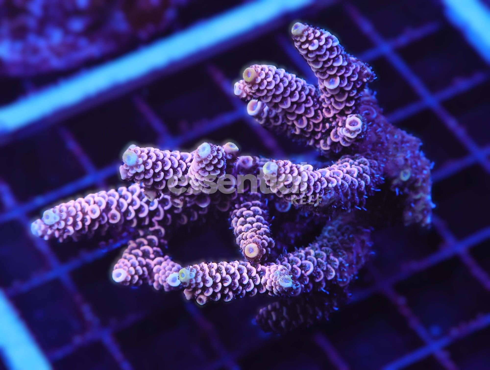 Watermarked - E88 - AUSSIE ACRO PINK MILLE