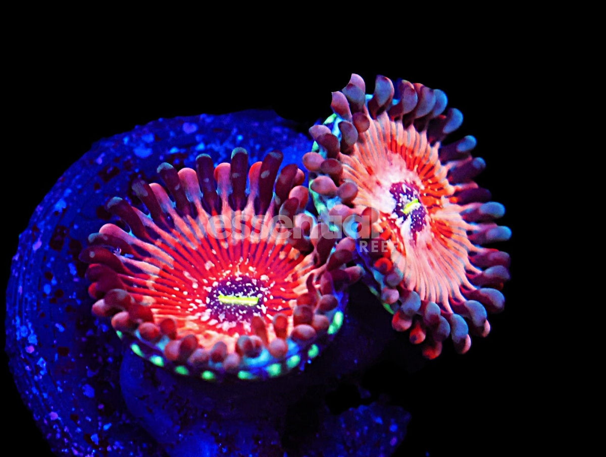 Watermarked - C710 -Almost Wysiwyg - SDC White Zombie Zoa