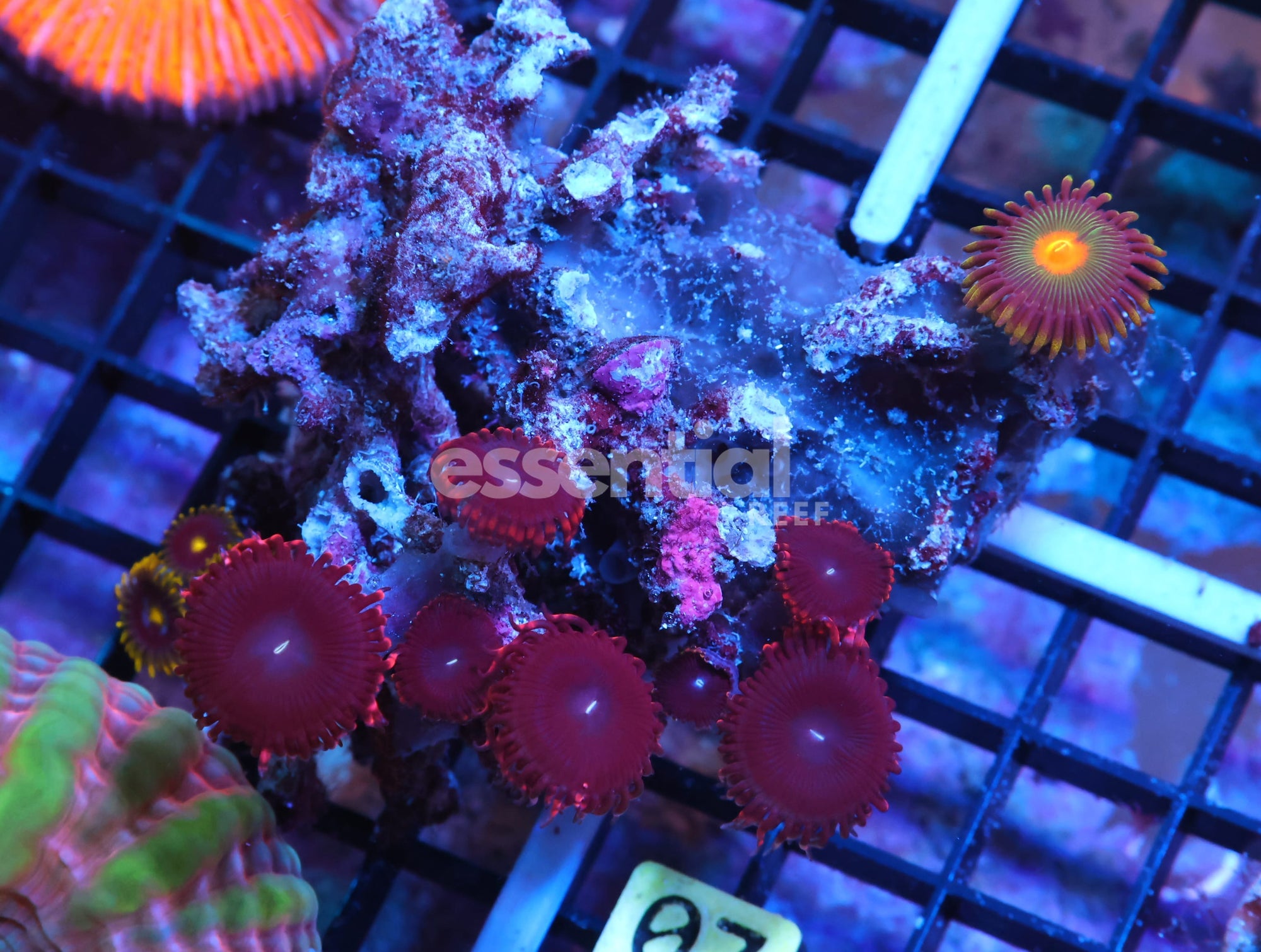 Watermarked - K06 - INDO COMBO ZOA ROCK