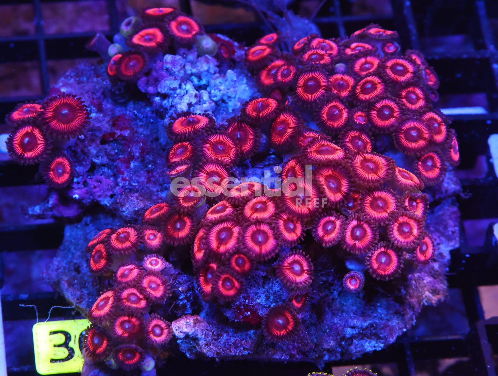 Watermarked - K30 - INDO ROSEY RED ZOA