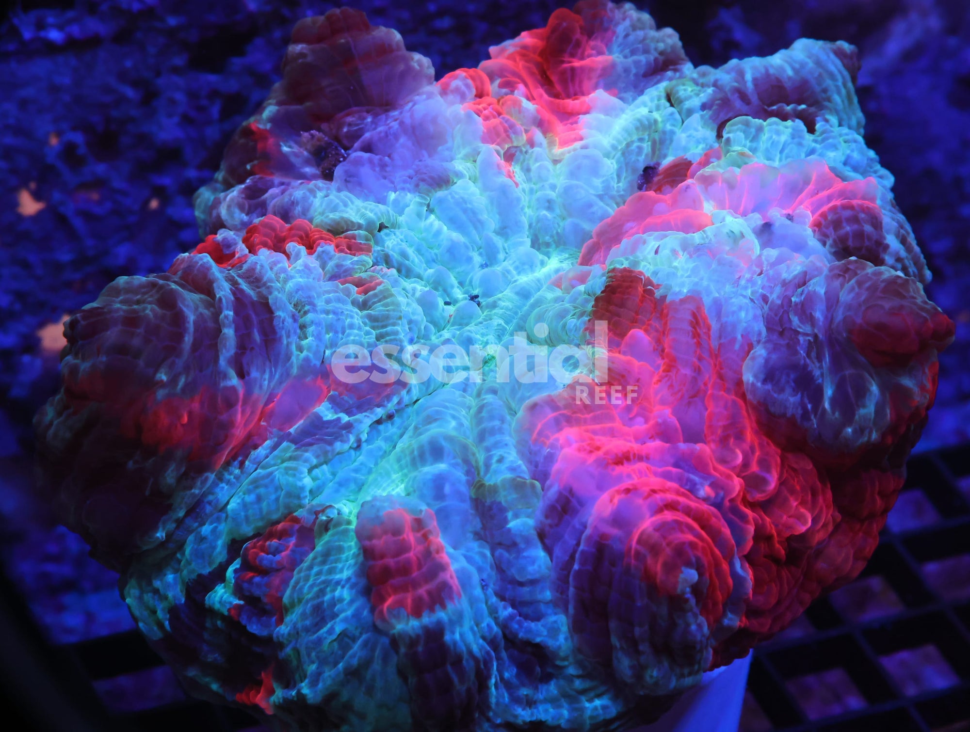 Watermarked - K34 - MALAYSIAN METEOR SHOWER ACANTHOPHYLLIA