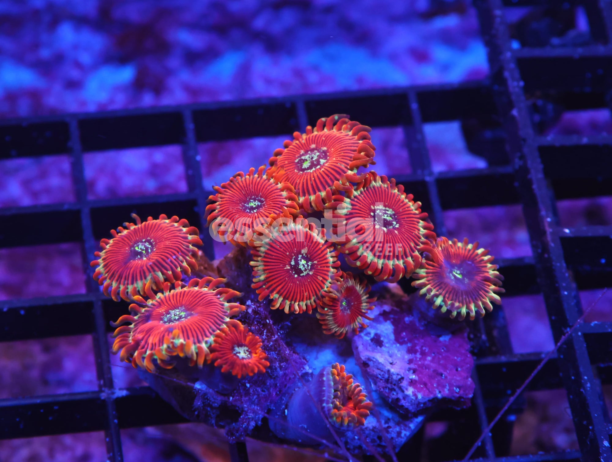 Watermarked - K35 - INDO RED MAGICIAN ZOA