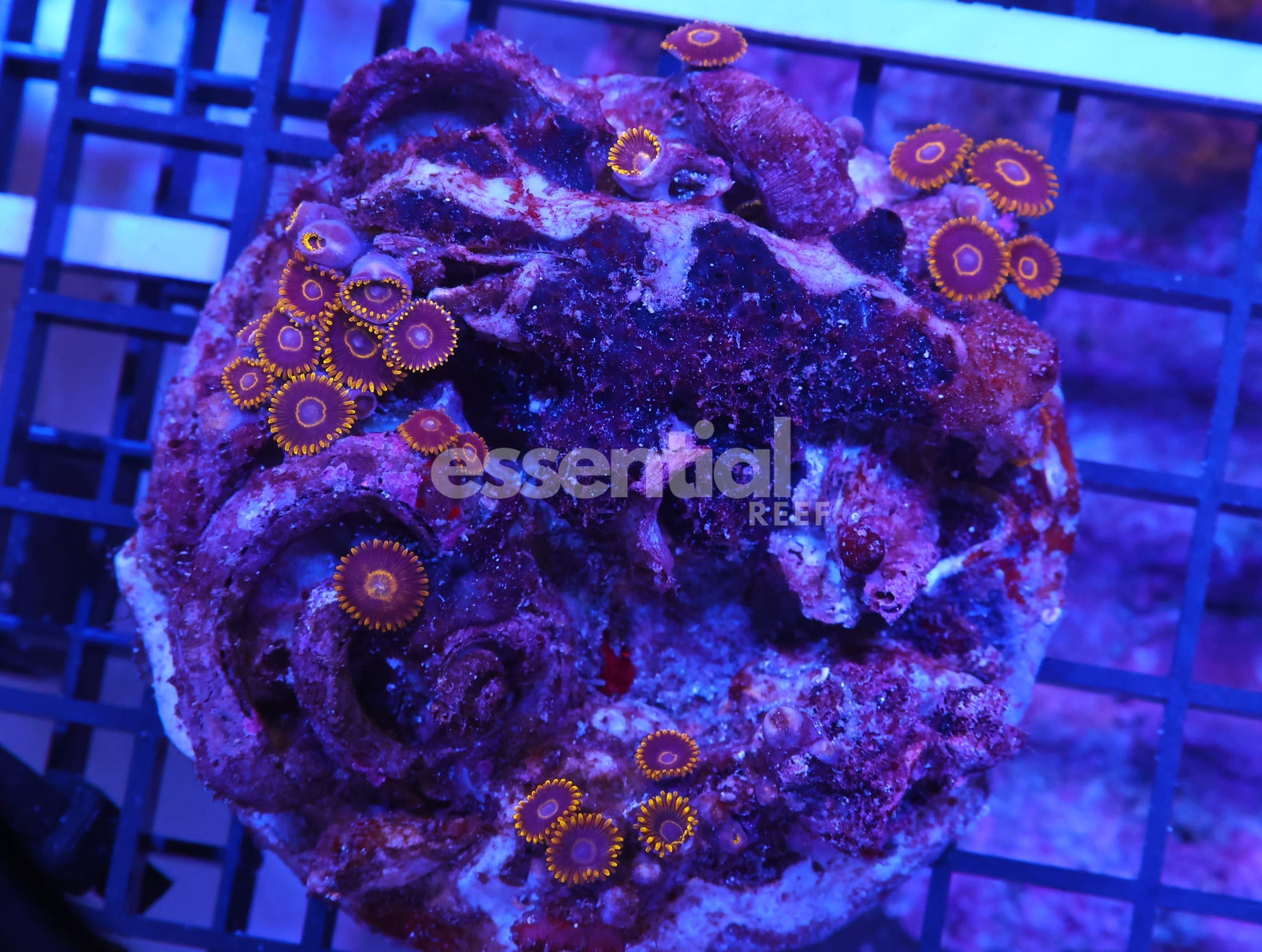 Watermarked - K36 - INDO BLACK HORNET ZOA