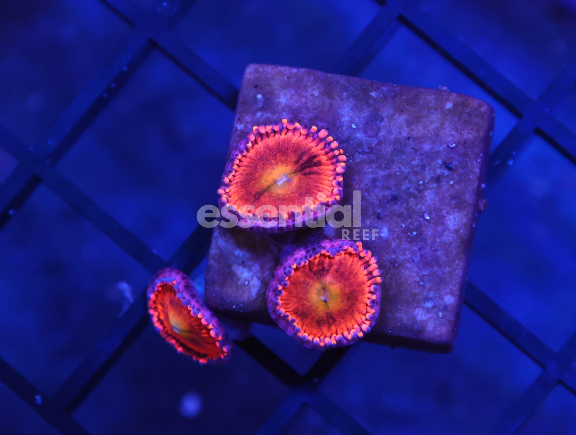 Watermarked - K37 - SDC SCREW DRIVER ZOA