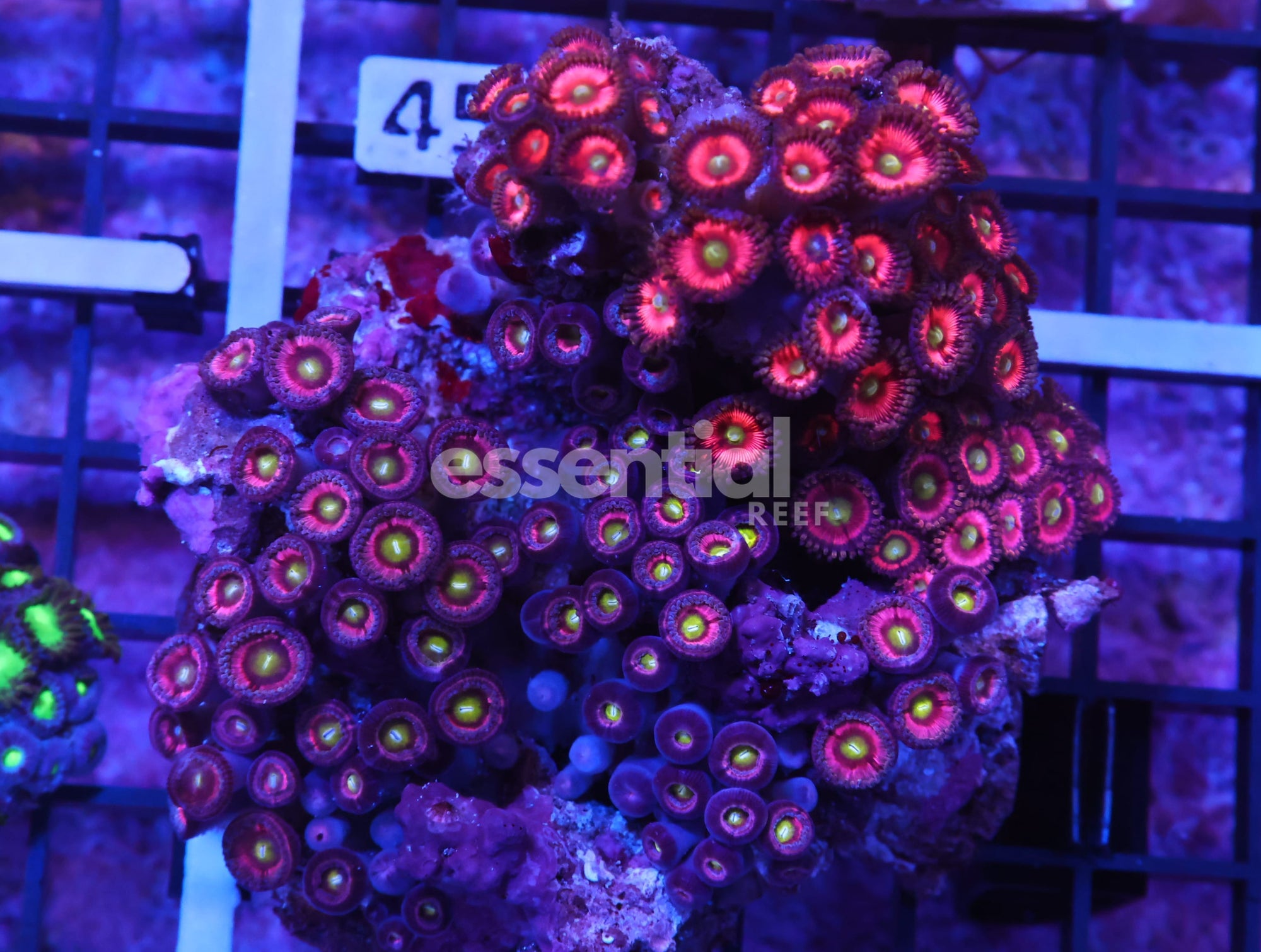 Watermarked - K40 - INDO PINK NEON EYE ZOA
