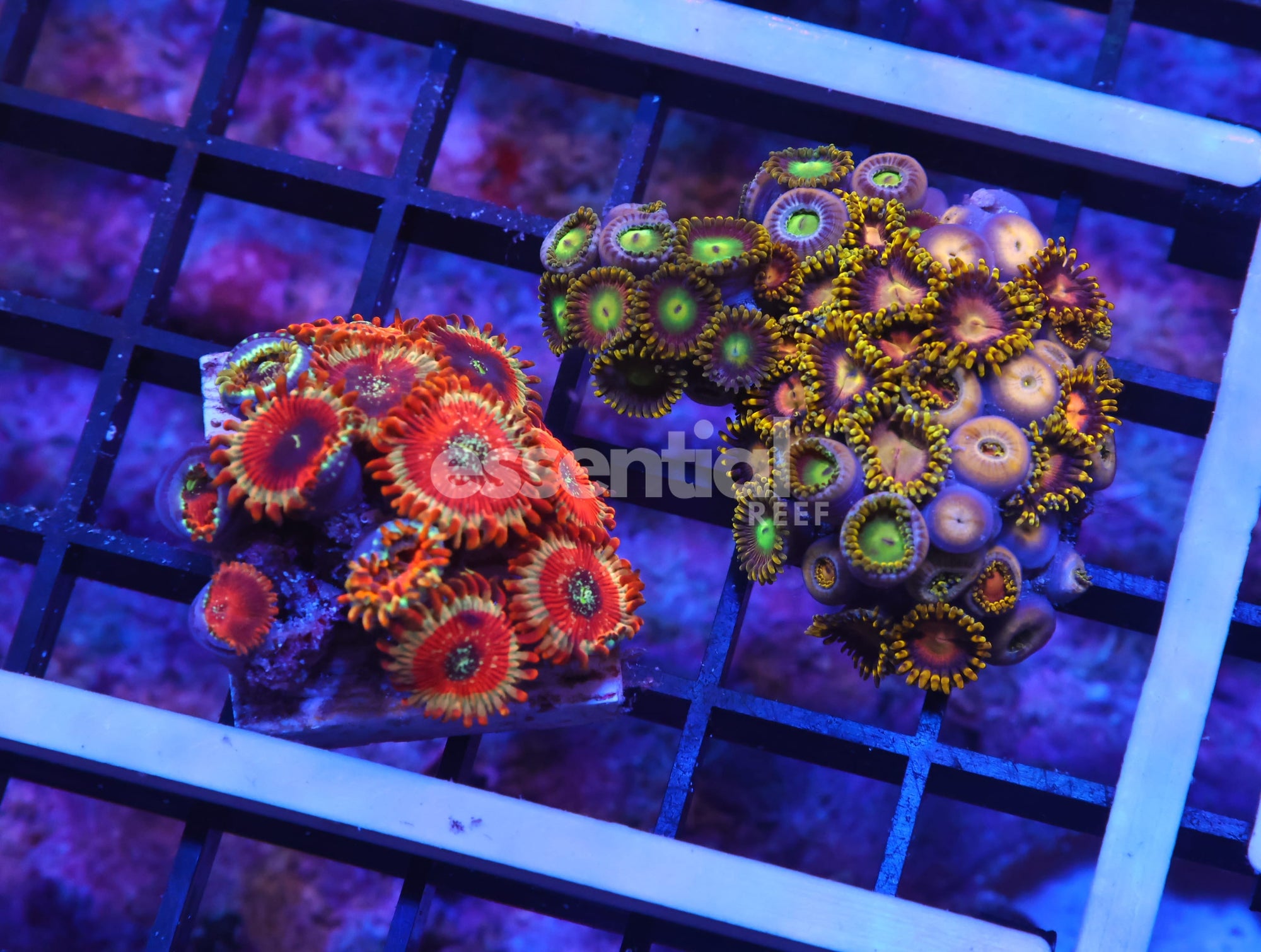 Watermarked - K42 - 2PK ZOA COMBO CULTURED