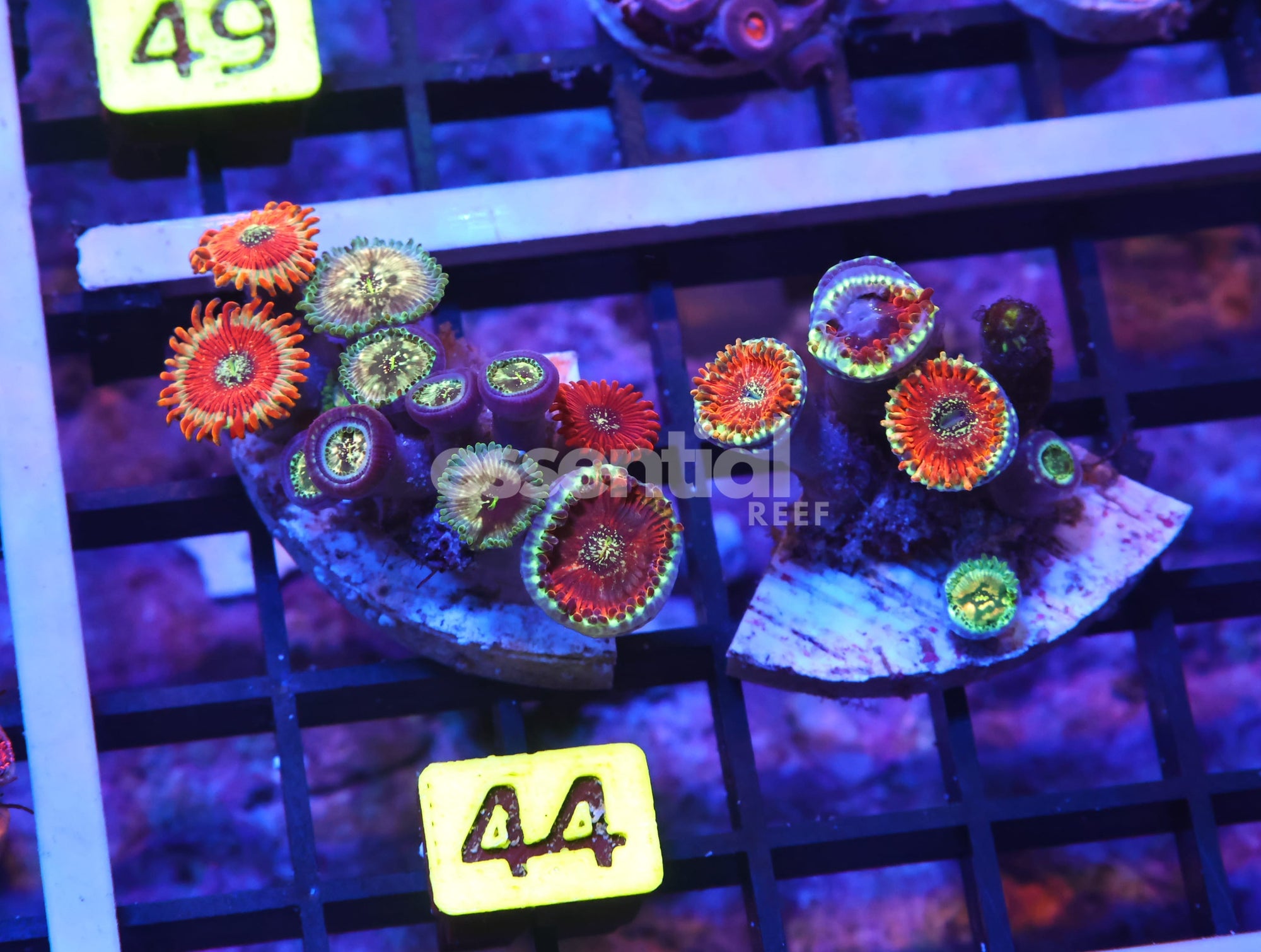 Watermarked - K44 - INDO RED MAGICIAN ZOA