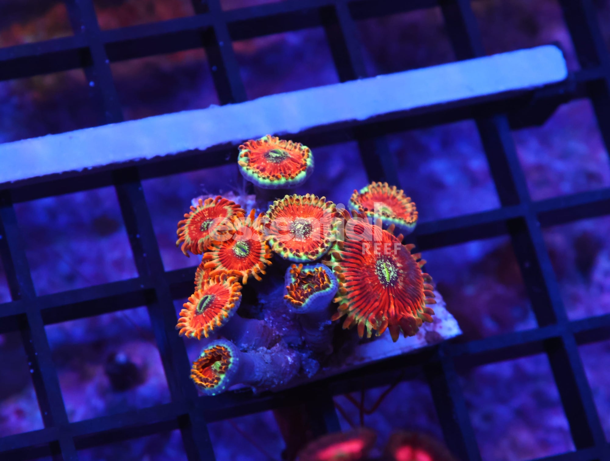 Watermarked - K45 - INDO RED MAGICIAN ZOA