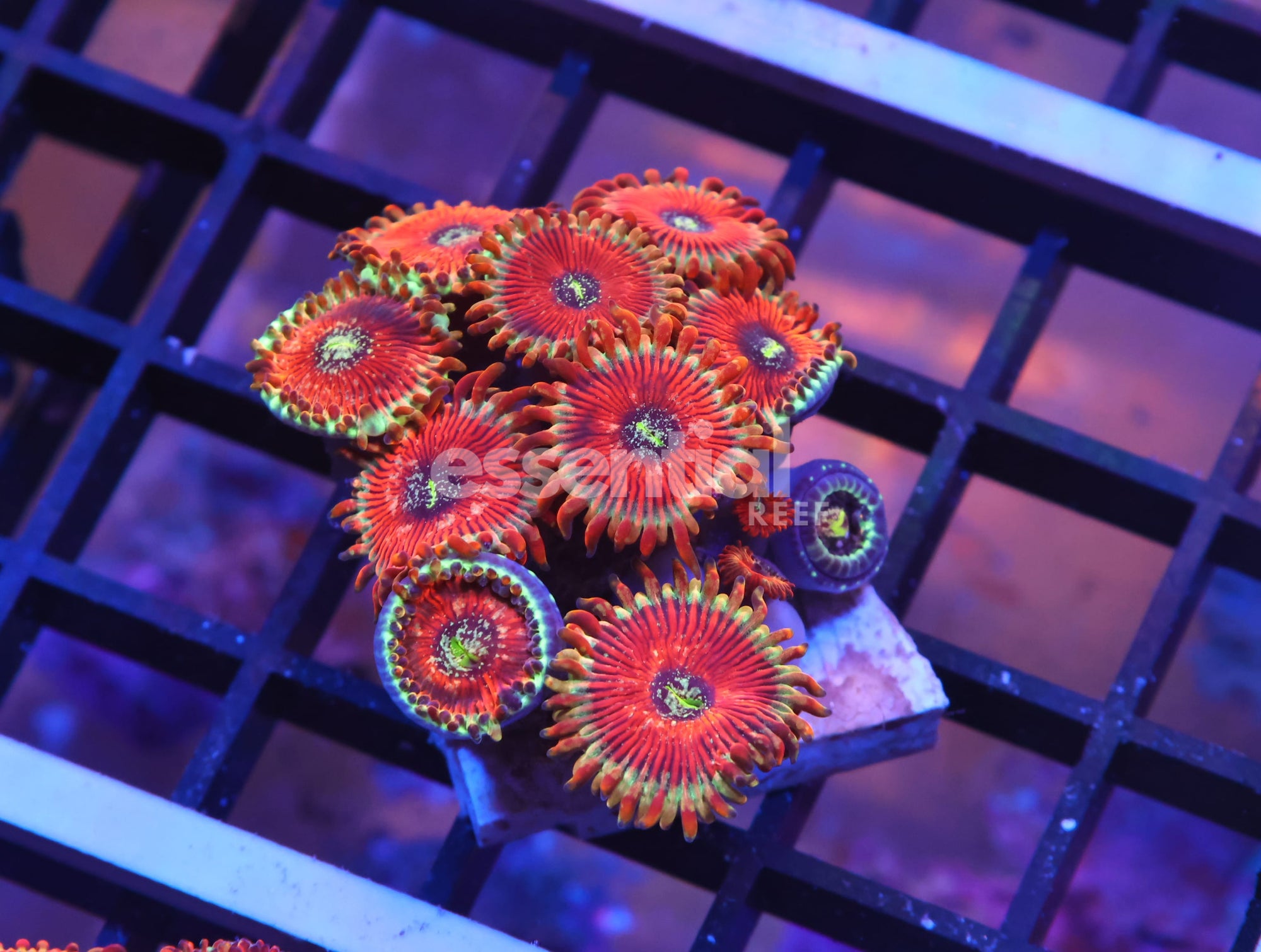 Watermarked - K46 - INDO RED MAGICIAN ZOA