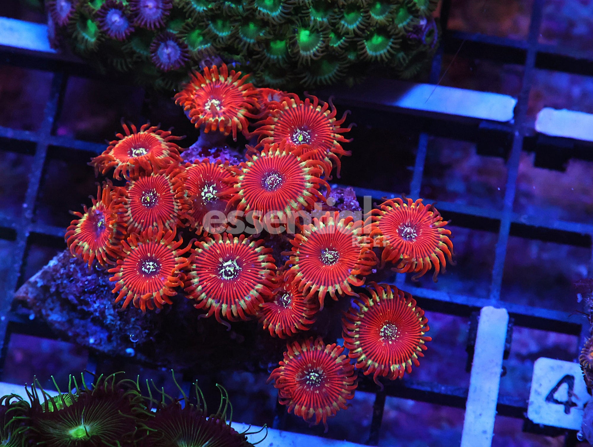 Watermarked - K47 - INDO RED MAGICIAN ZOA