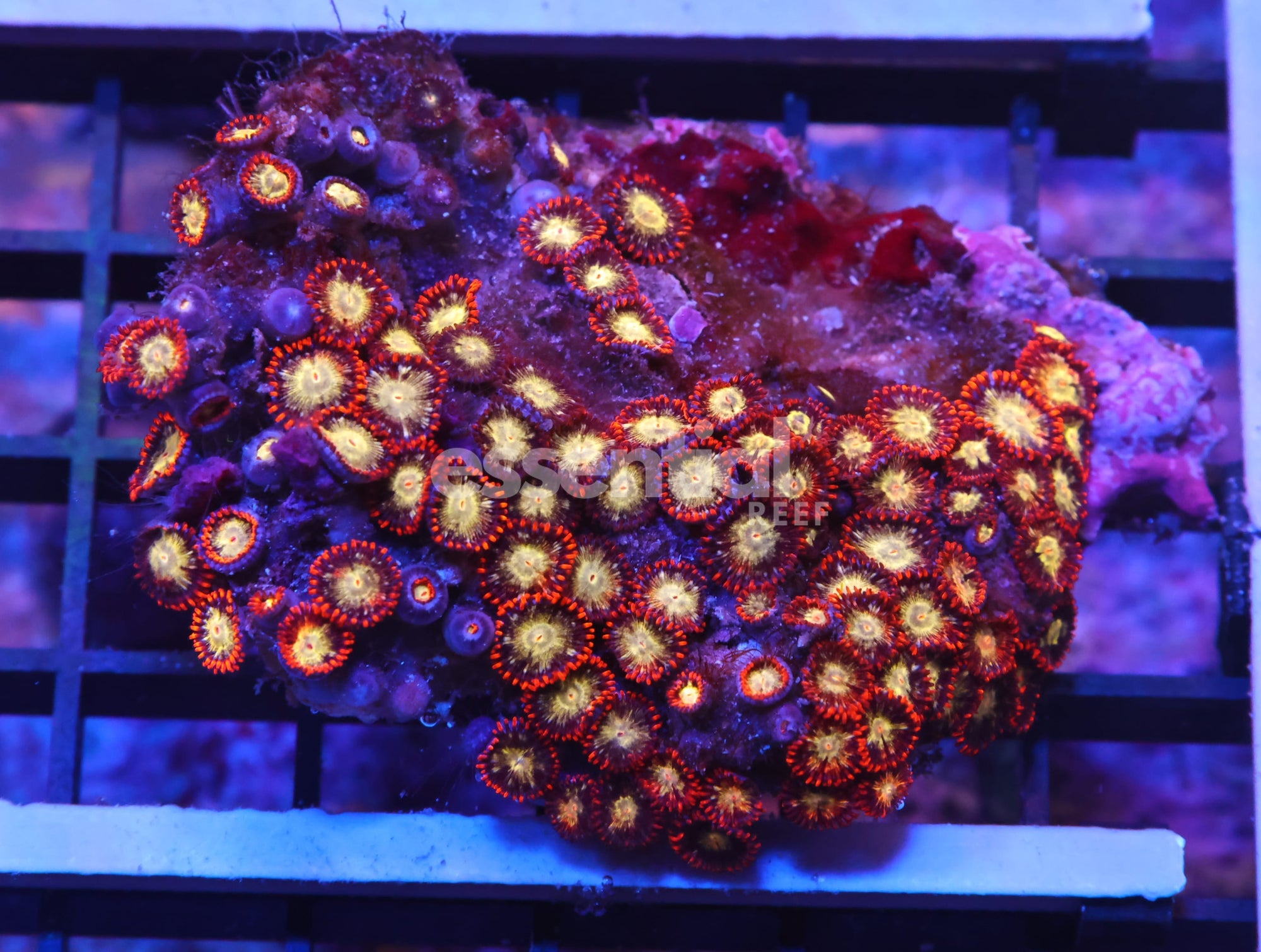 Watermarked - K48 - INDO RED SKIRT ZOA