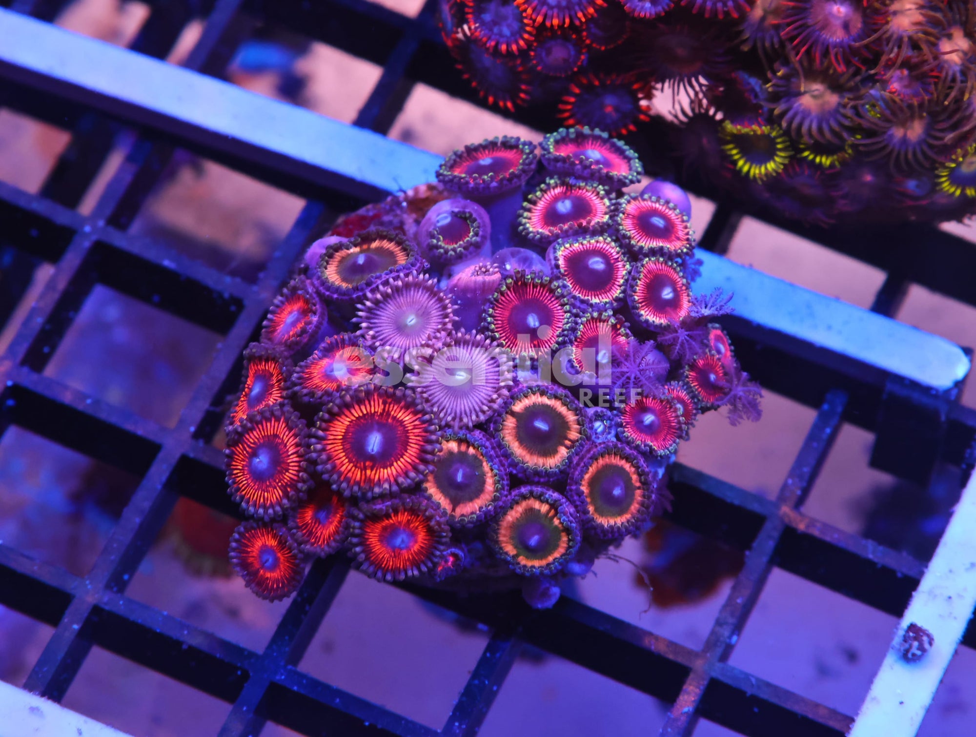 Watermarked - K51 - INDO ULTRA COMBO ZOA CULTURED