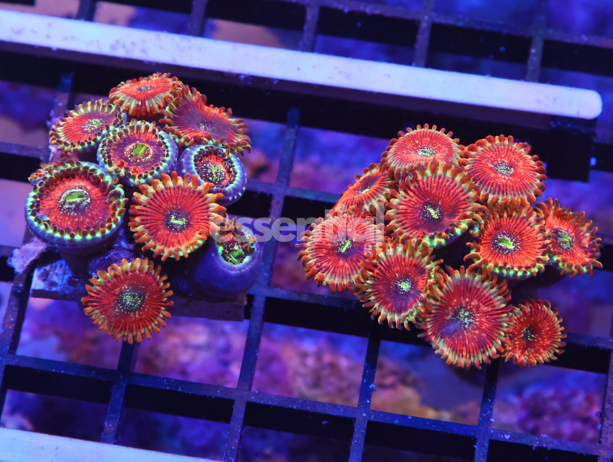 Watermarked - K52 - 2PK RED MAGICIAN ZOA