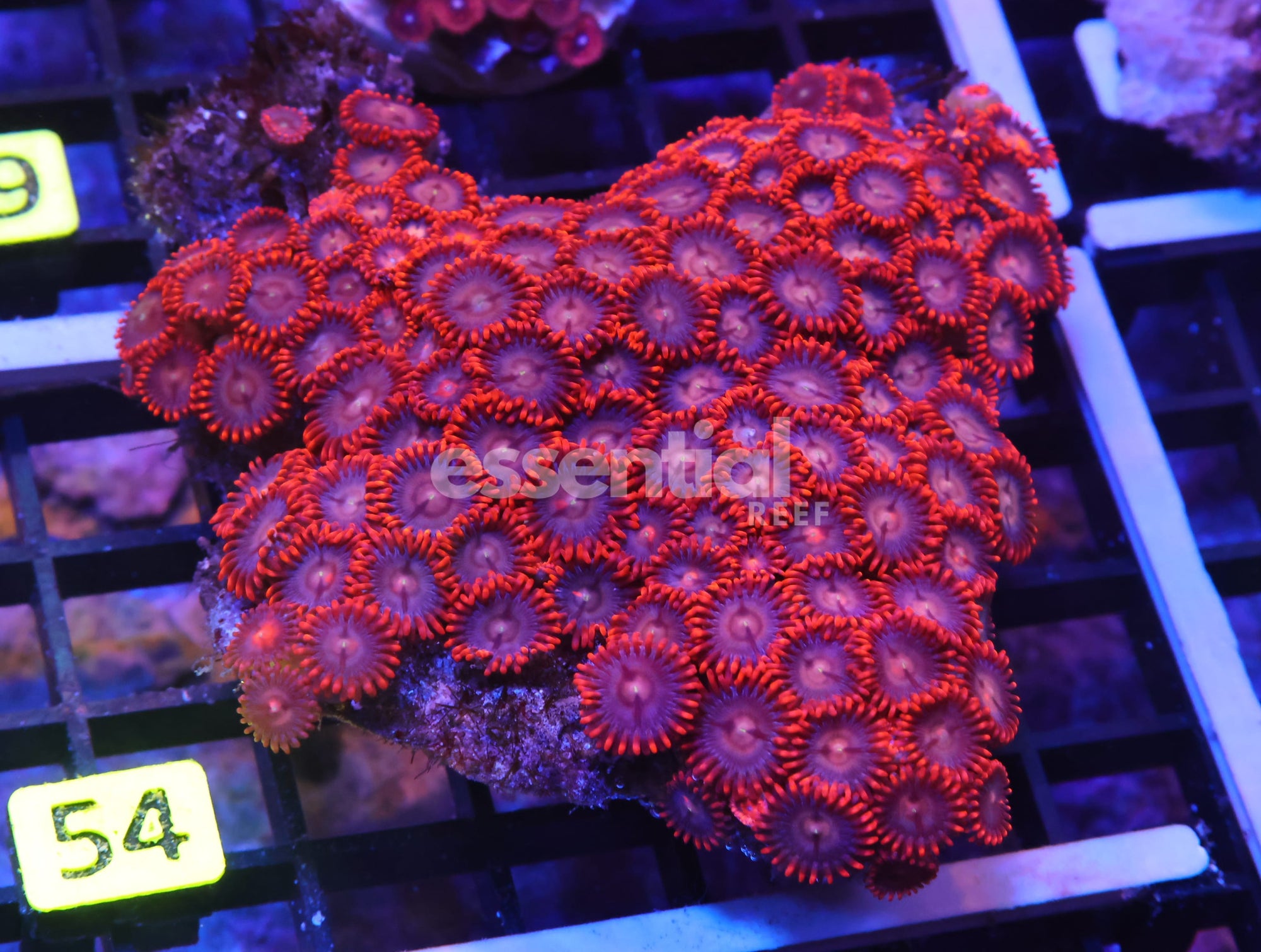 Watermarked - K54 - INDO RED SKIRT ZOA